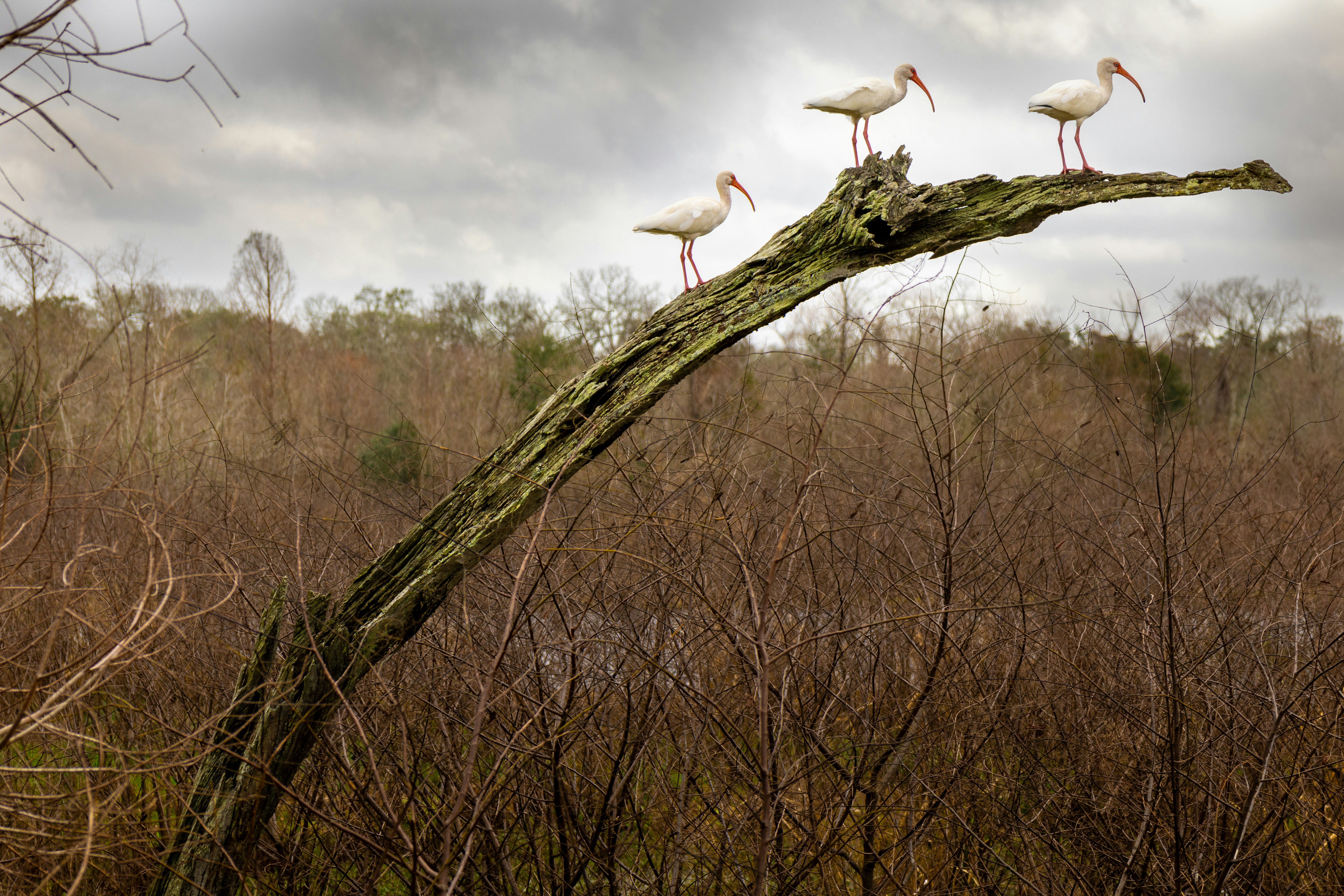 Three white ibis birds perched on a dead tree branch.