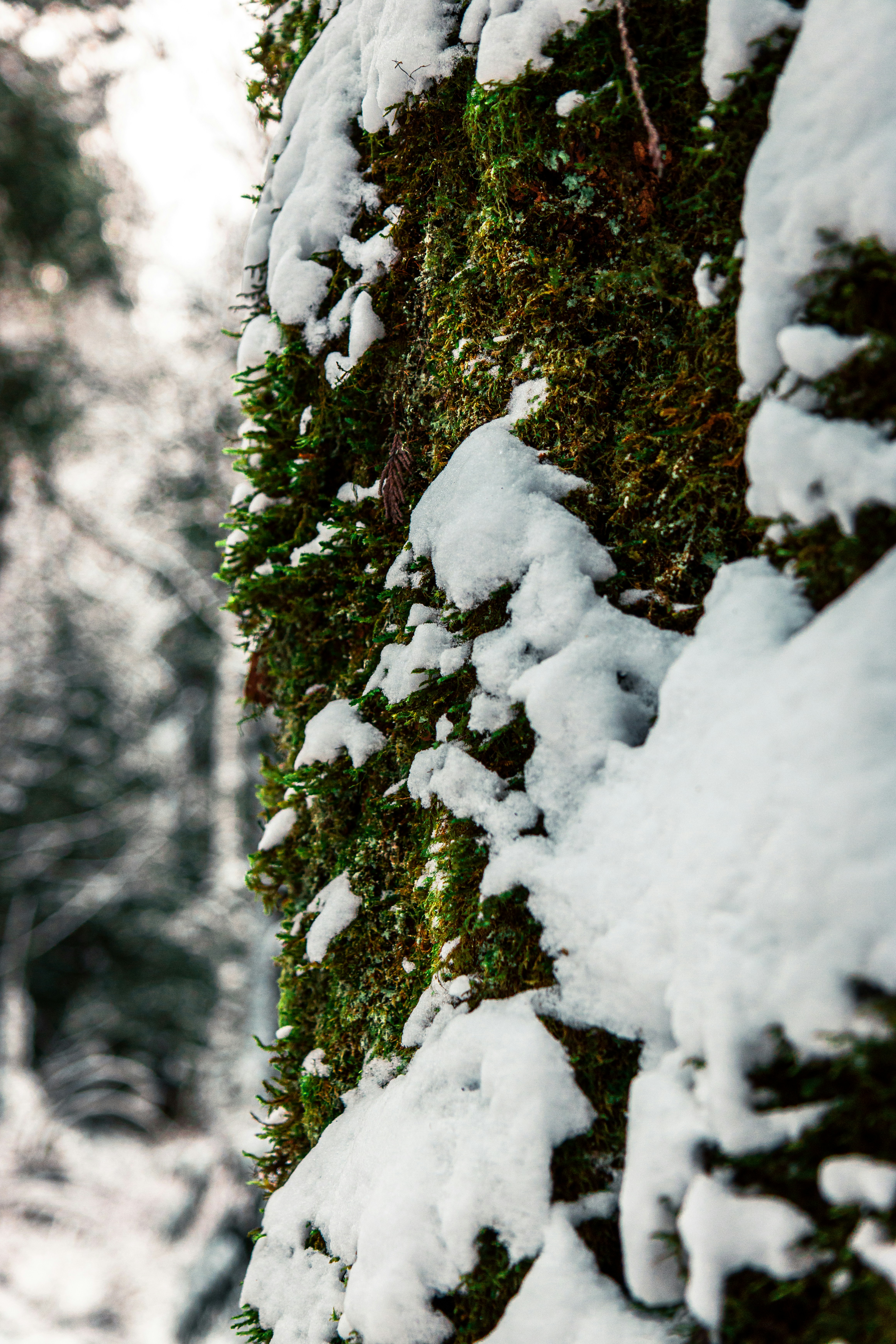 Photo by dariendesigns