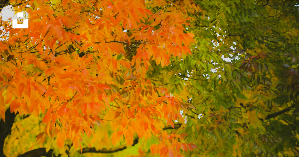 Autumn trees line a path with fallen leaves. photo – Free Autumn Image ...