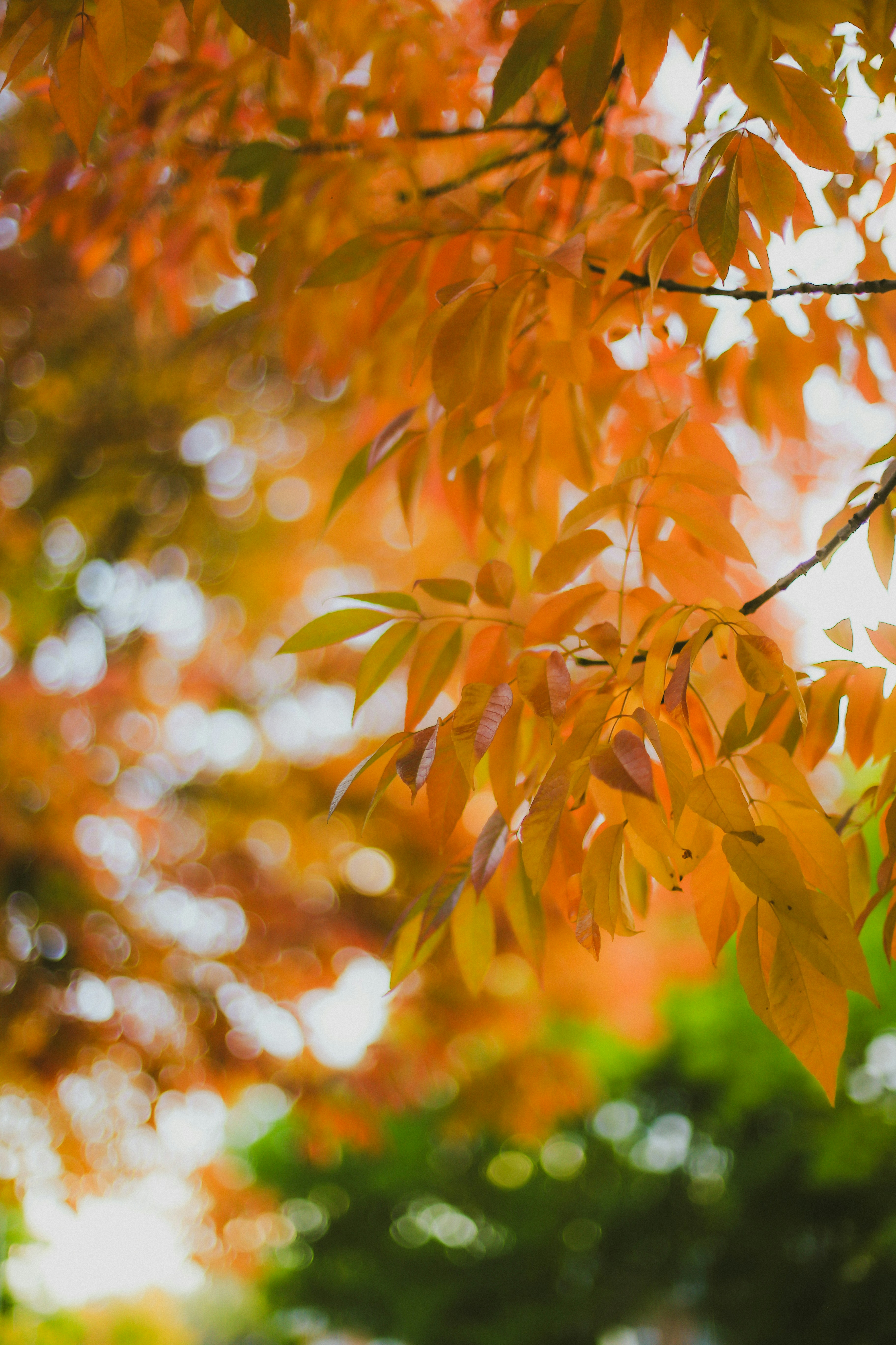 Photo by jessicalfadel