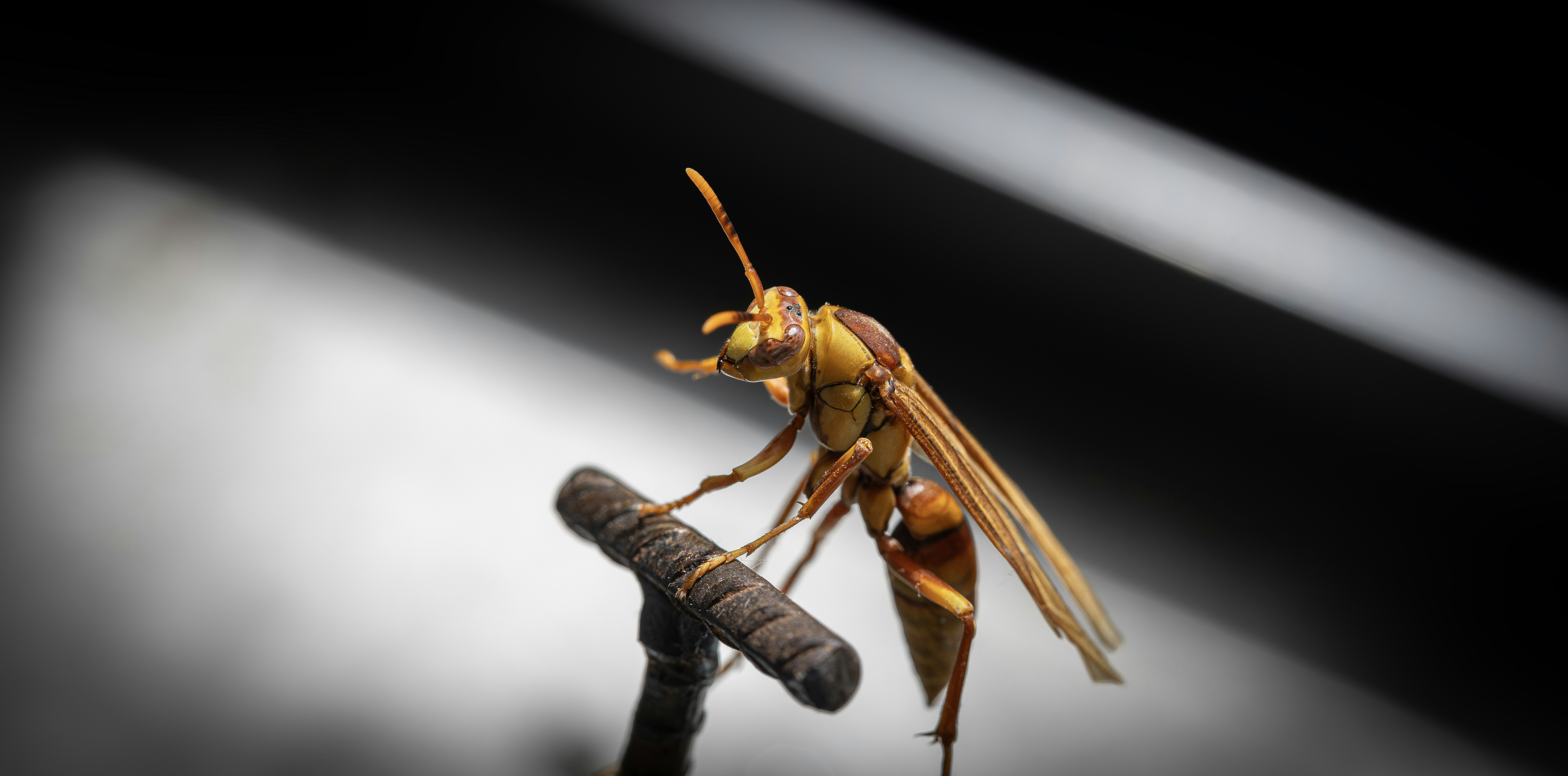 A yellow wasp perched on a twig
