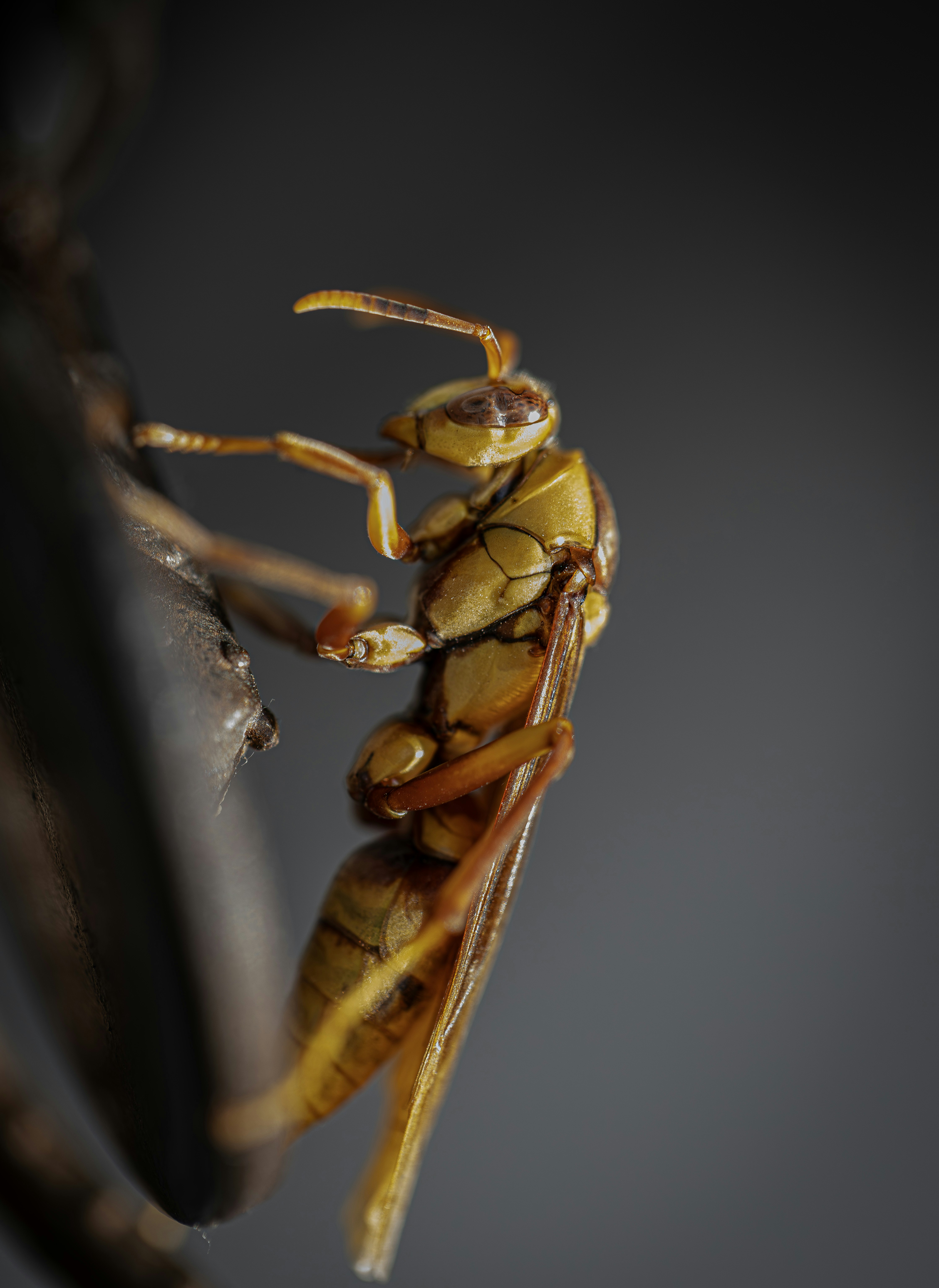 Un primer plano de una avispa amarilla sobre un fondo oscuro