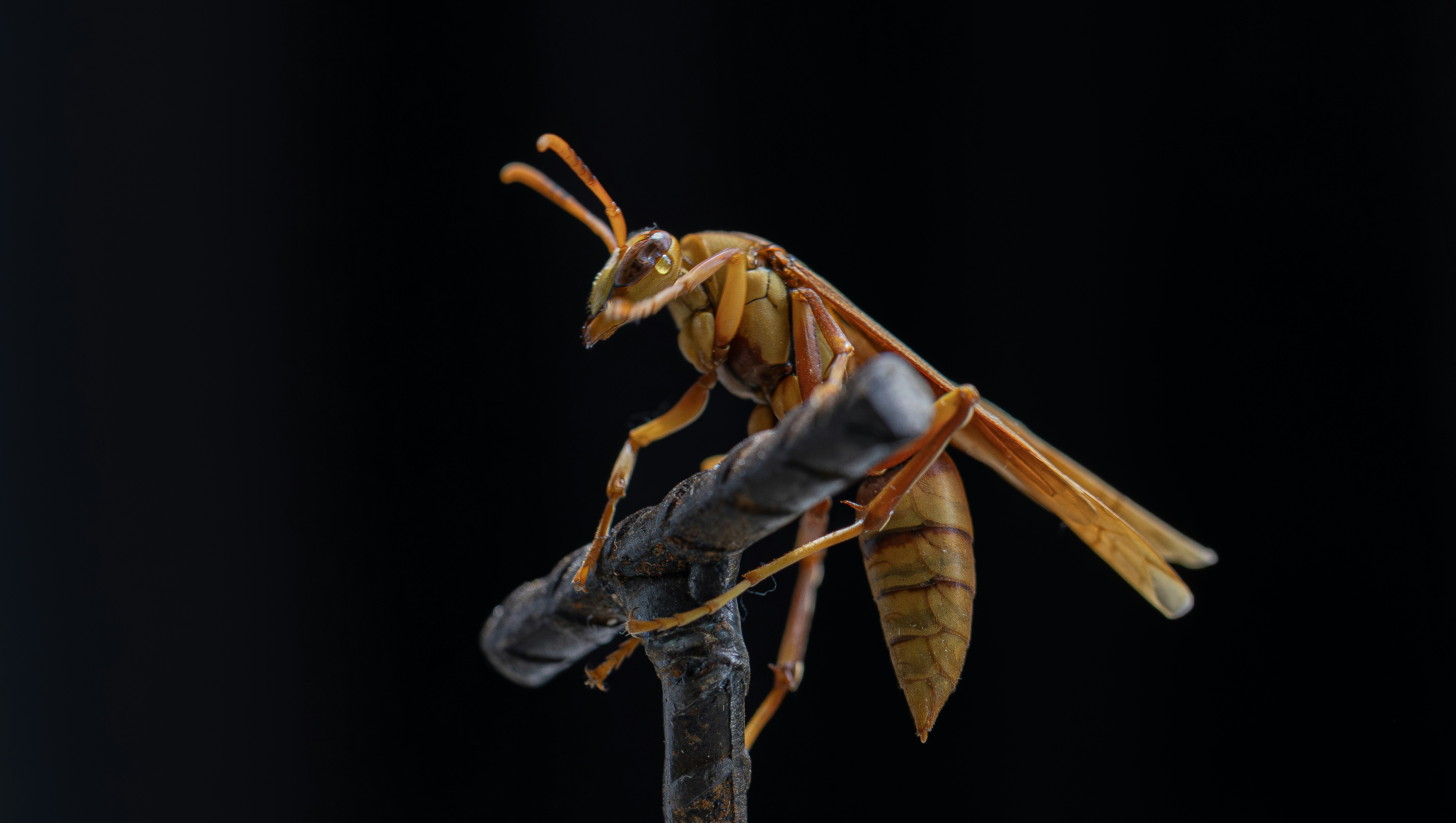 A yellow wasp rests on a thin branch.