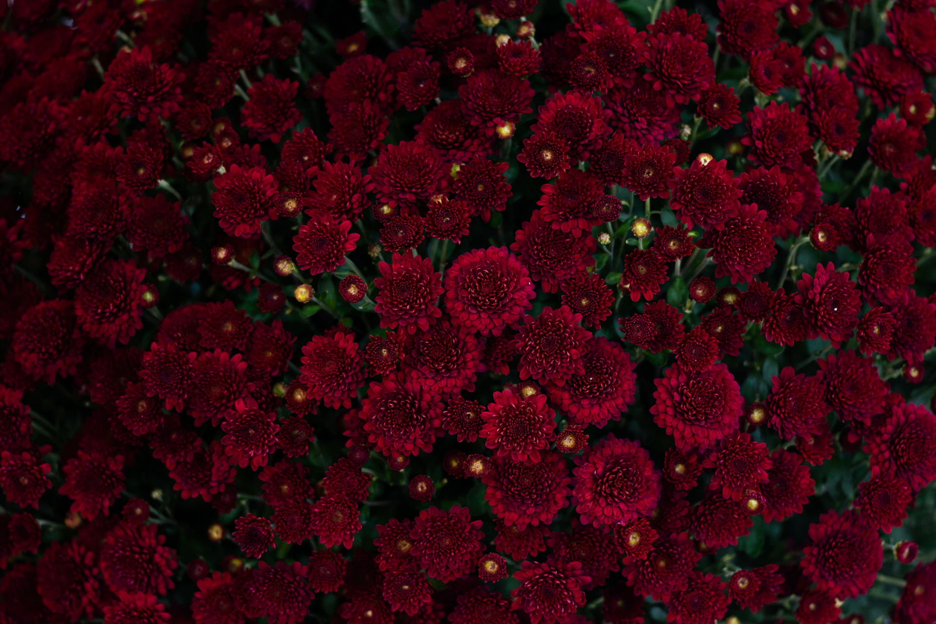 A dense cluster of deep red mums with yellow centers