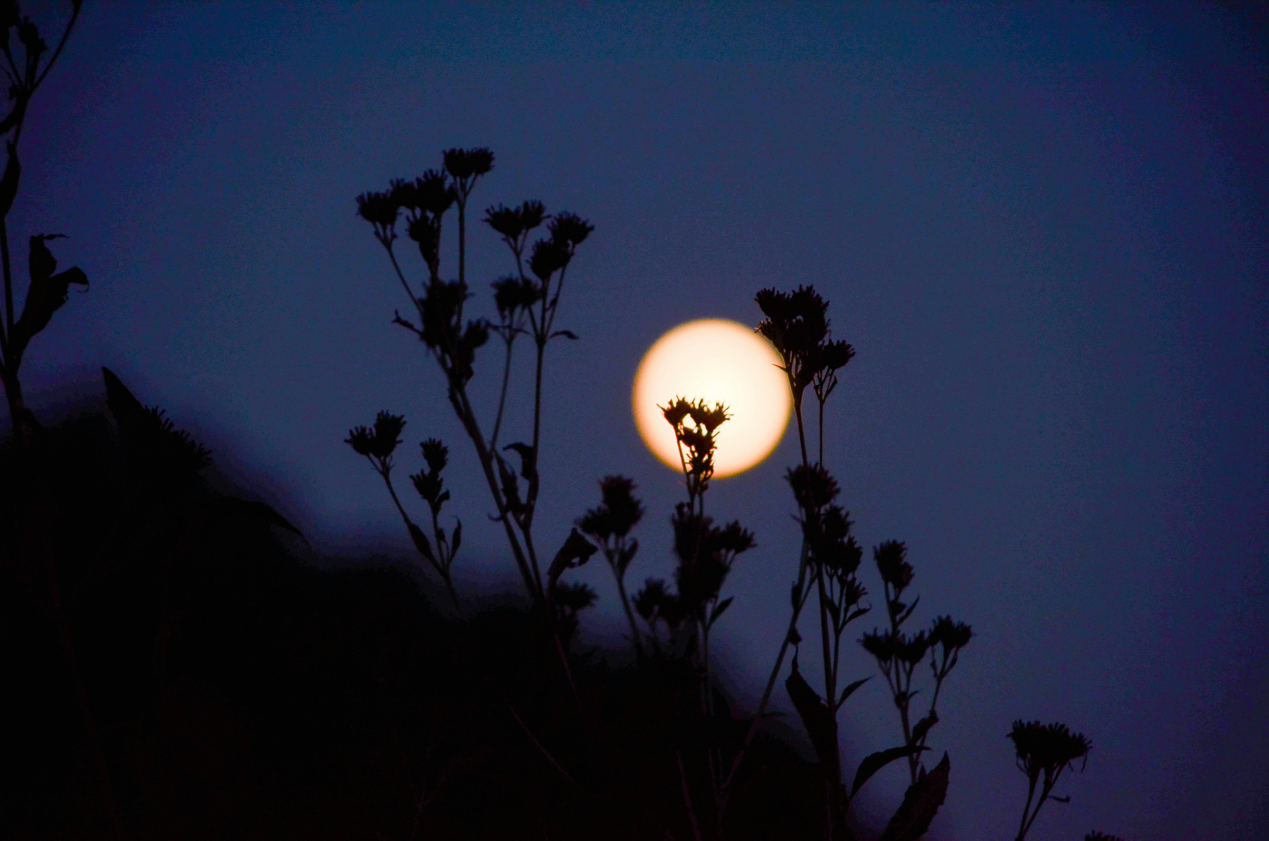 Full moon obscured by silhouetted wildflowers at dusk.