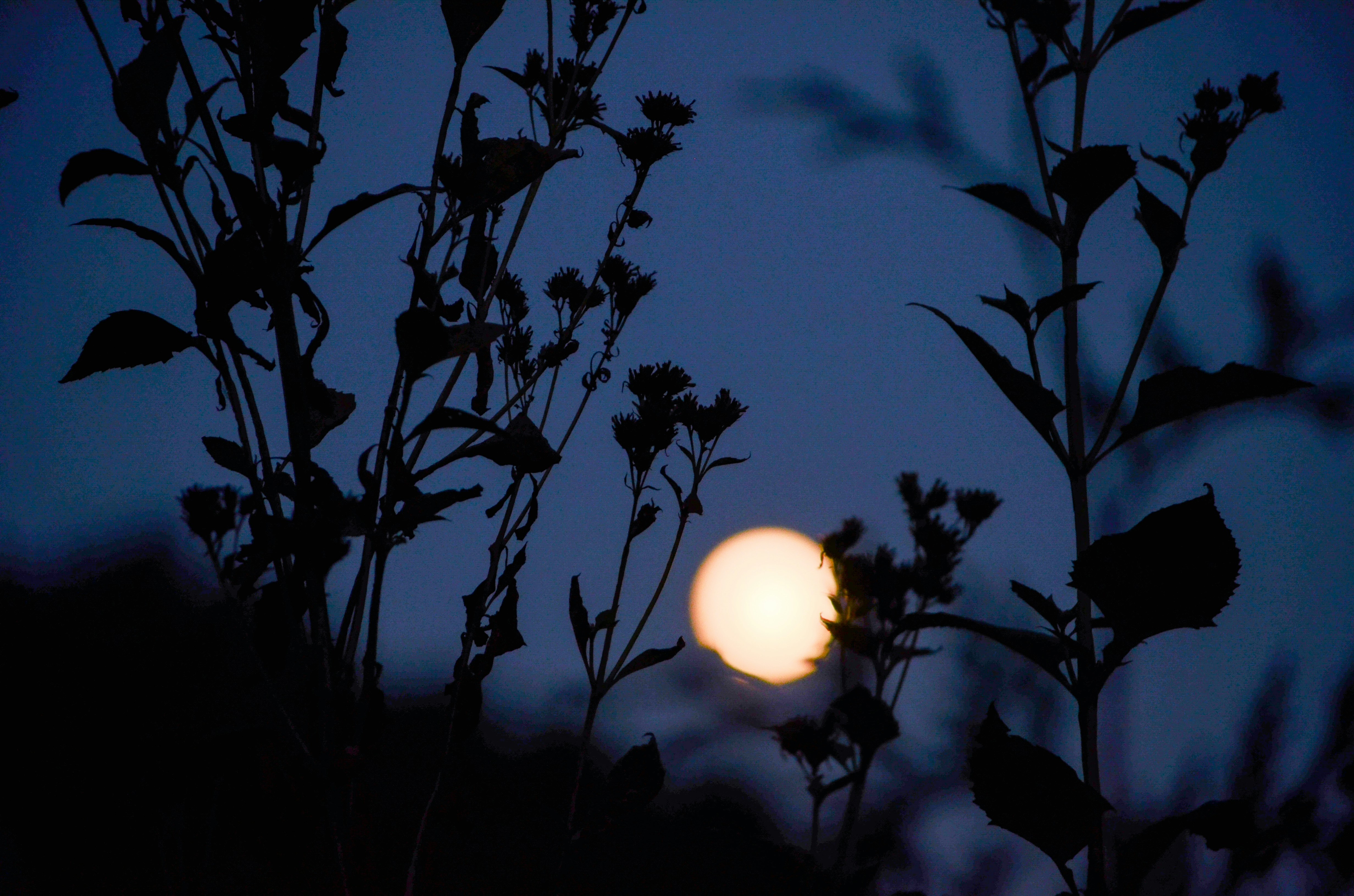 Full moon visible through silhouetted plants at dusk
