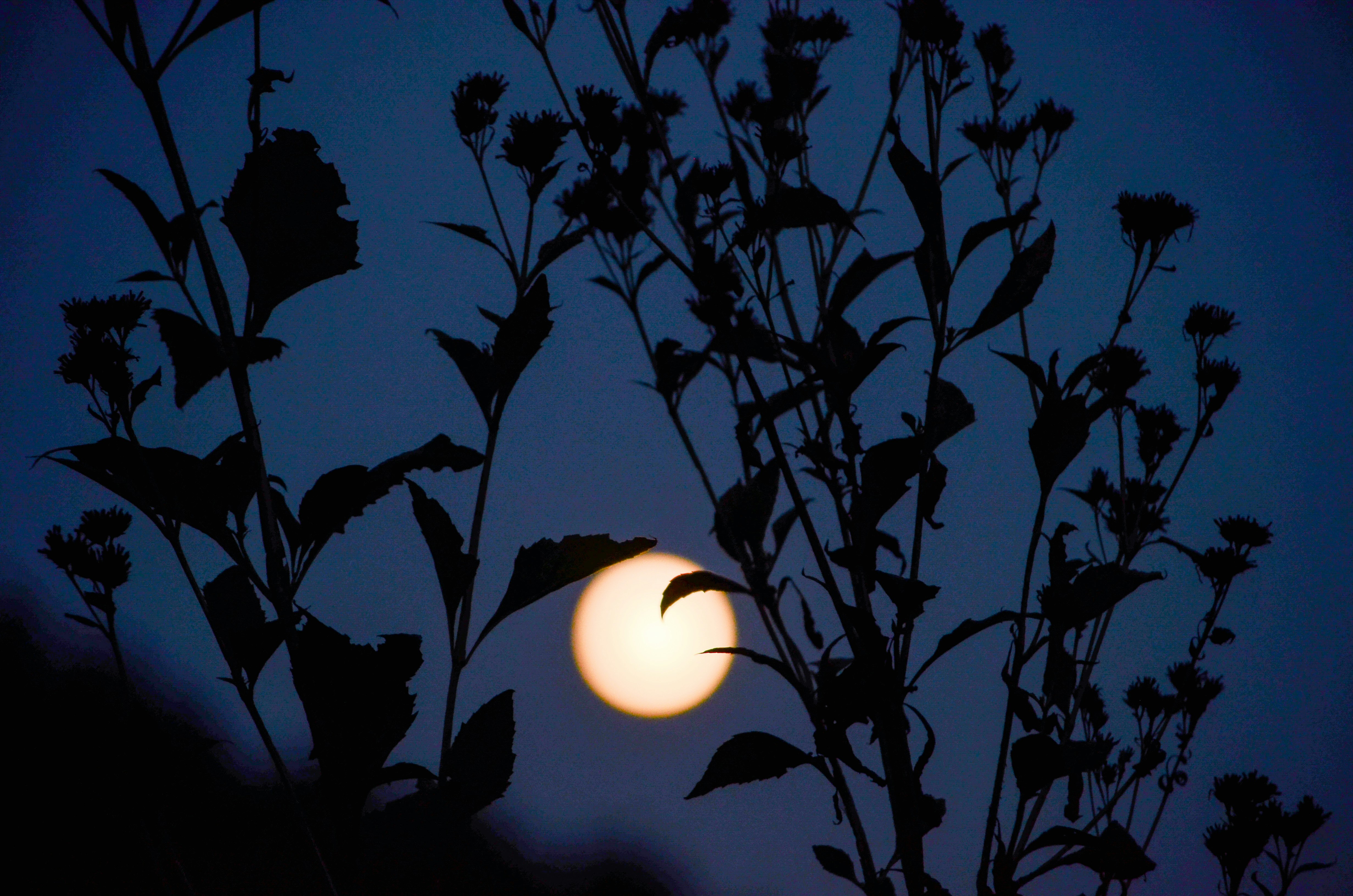Silhouette of plants against a full moon