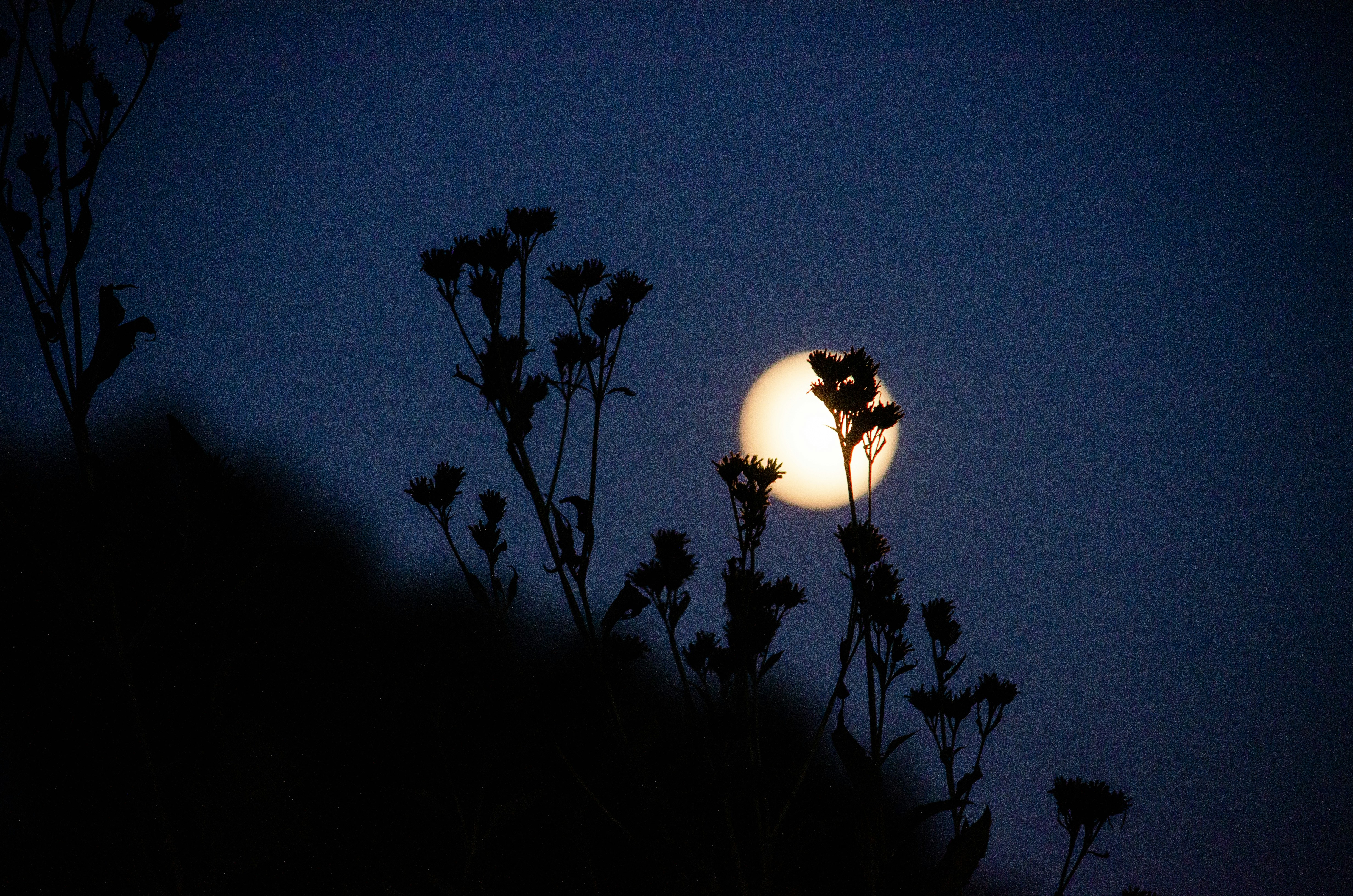 Full moon visible through silhouetted plants at night.