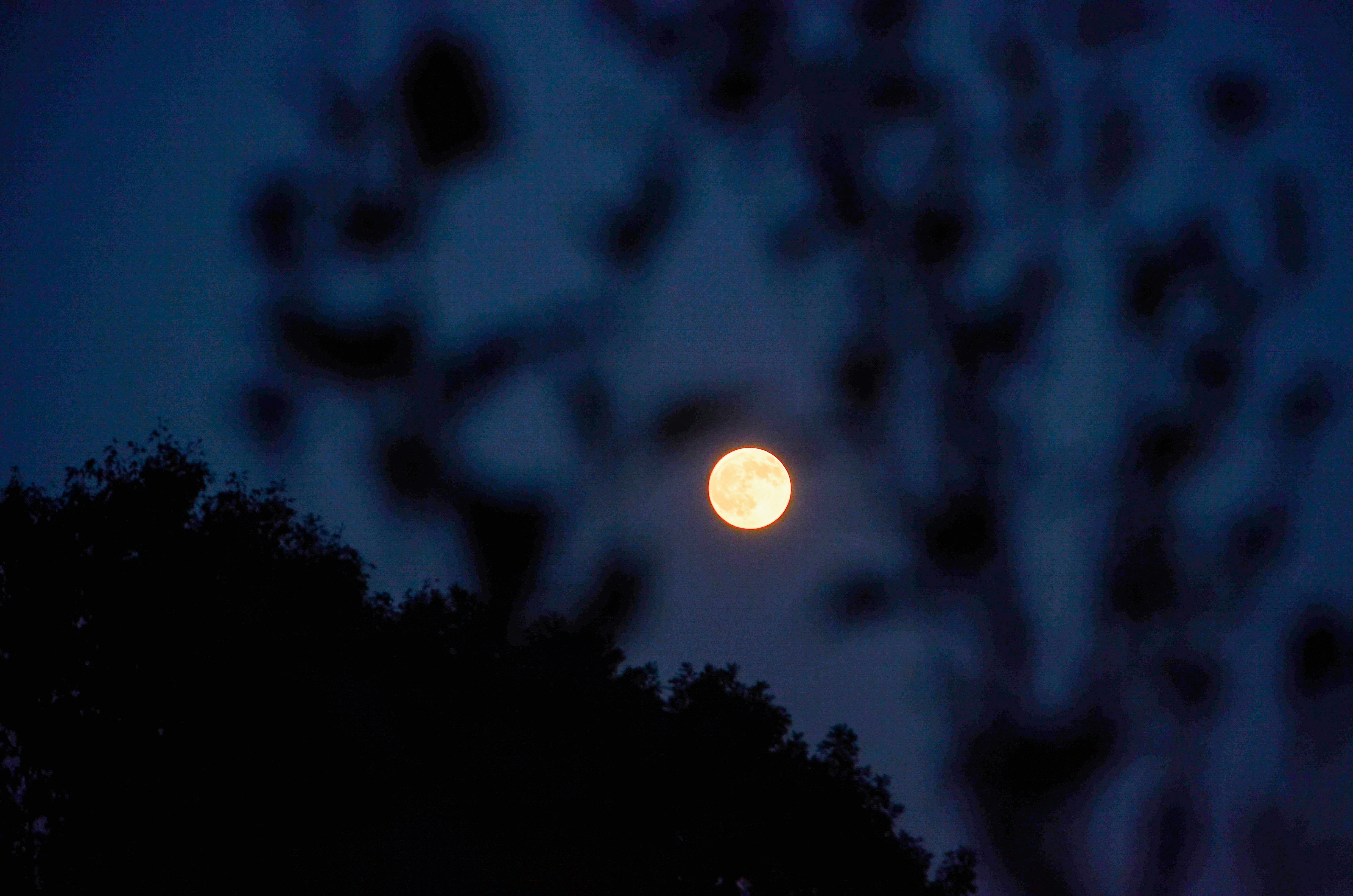 Full moon shines through silhouetted tree branches