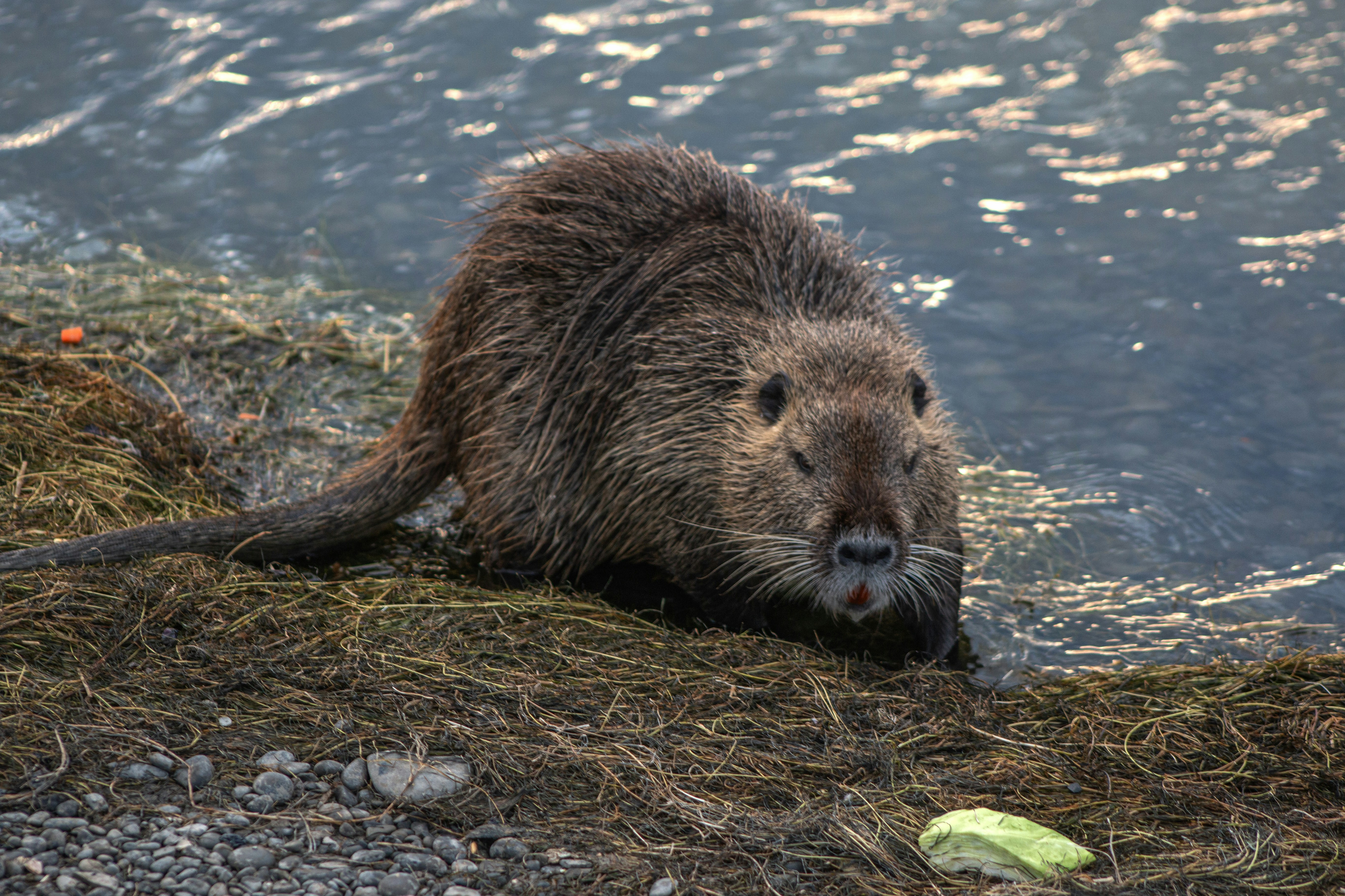 Photo by stepan_konev