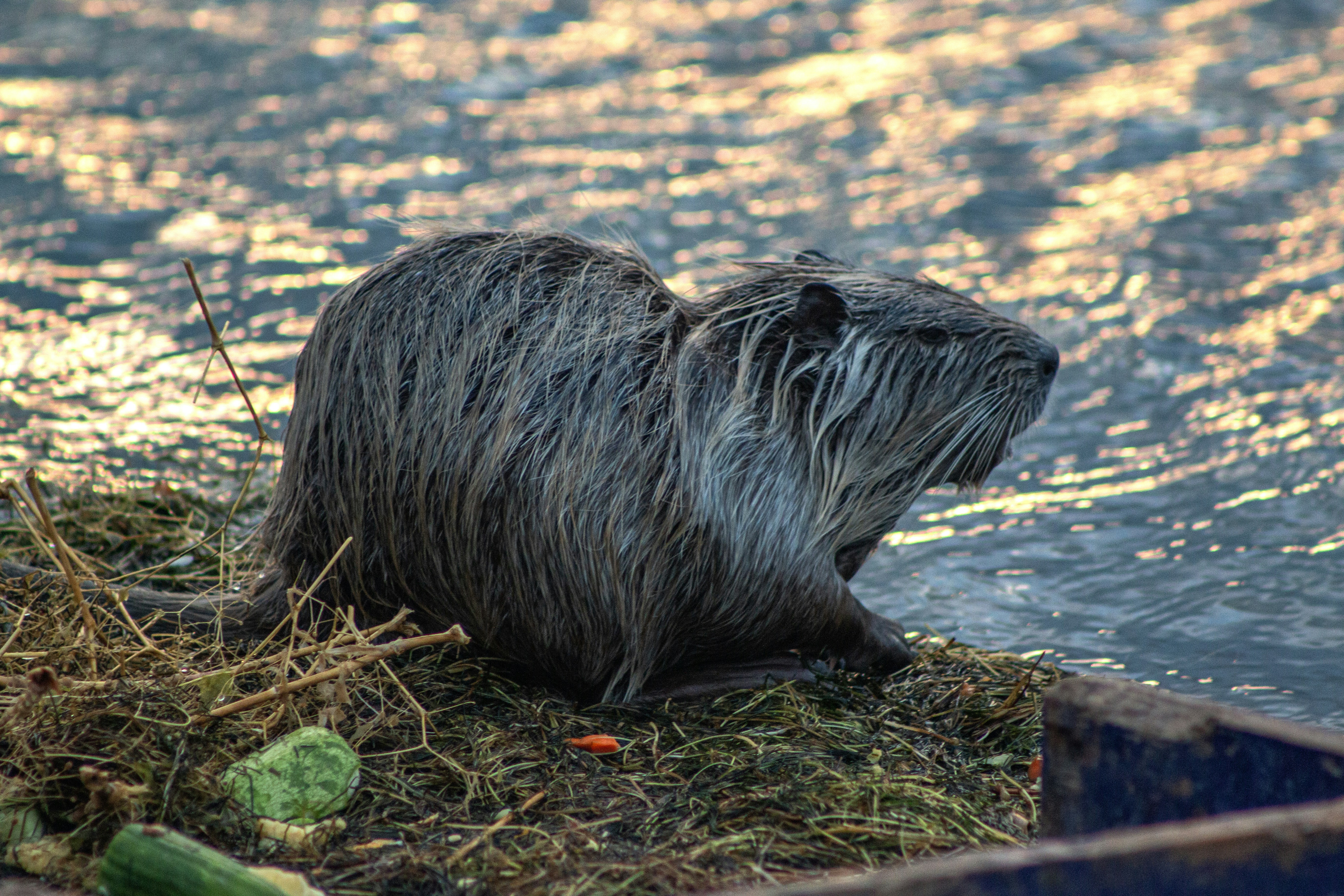 Photo by stepan_konev