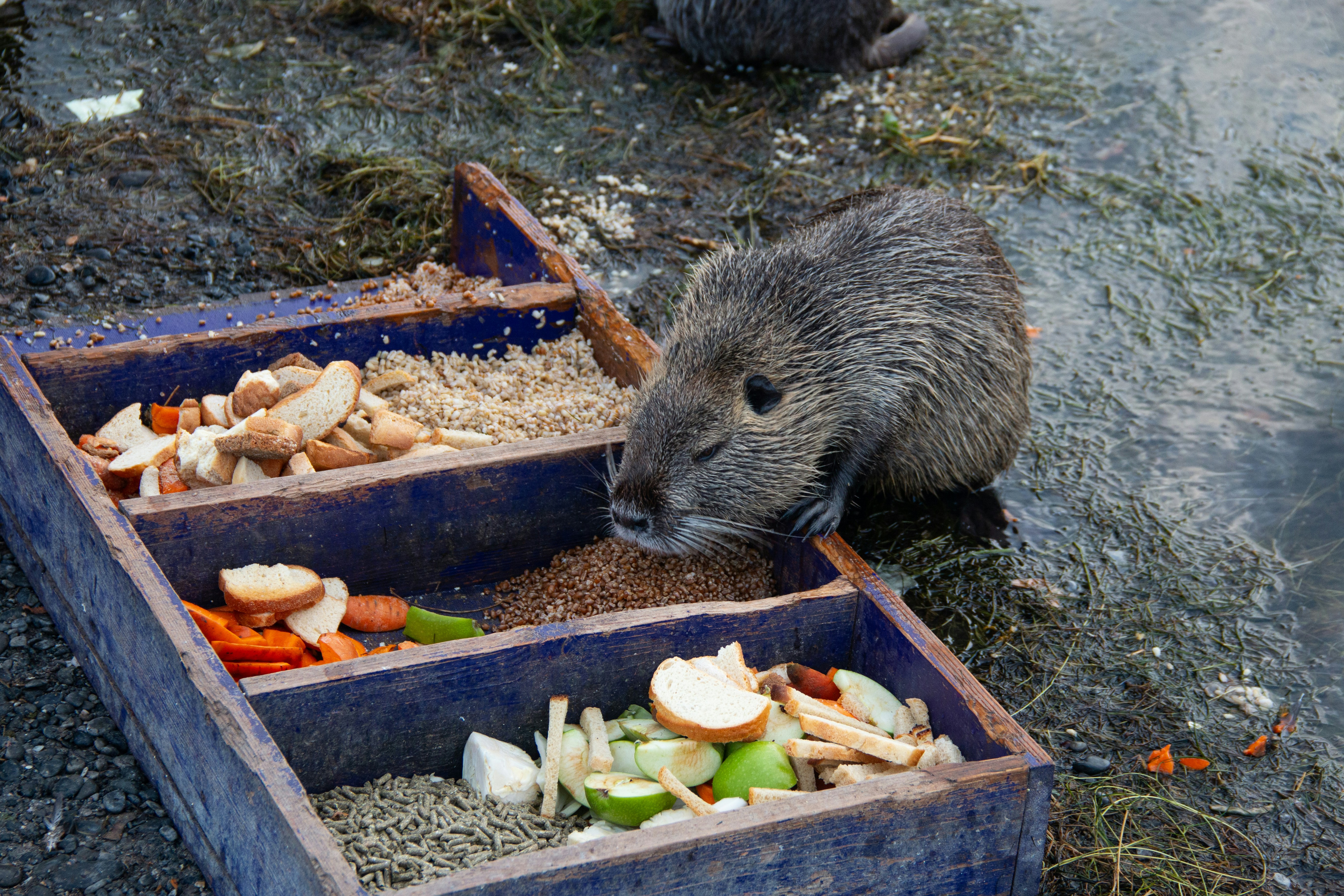A nutria eats from a wooden feeder filled with food.