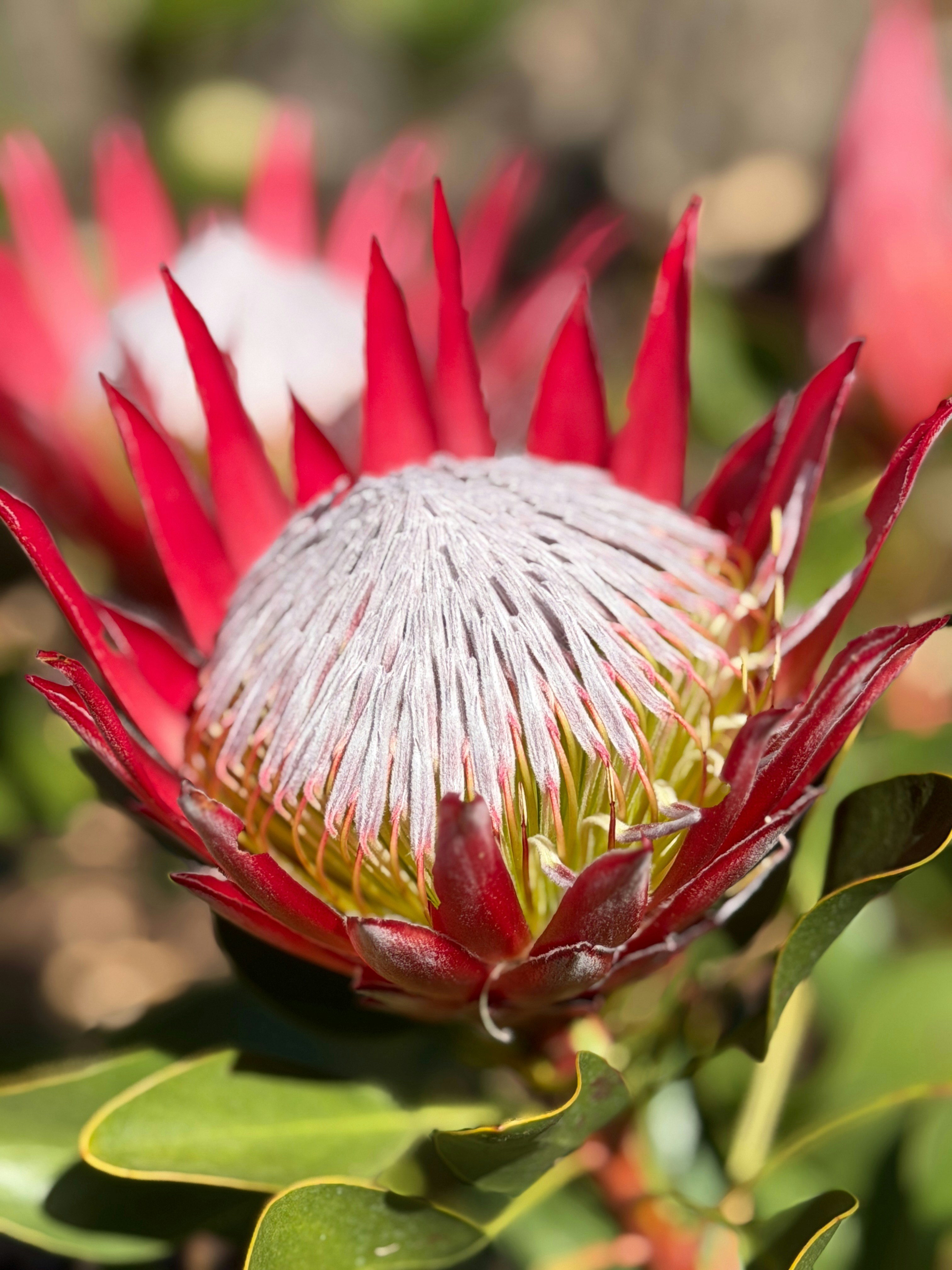 Photo by greenthumb29