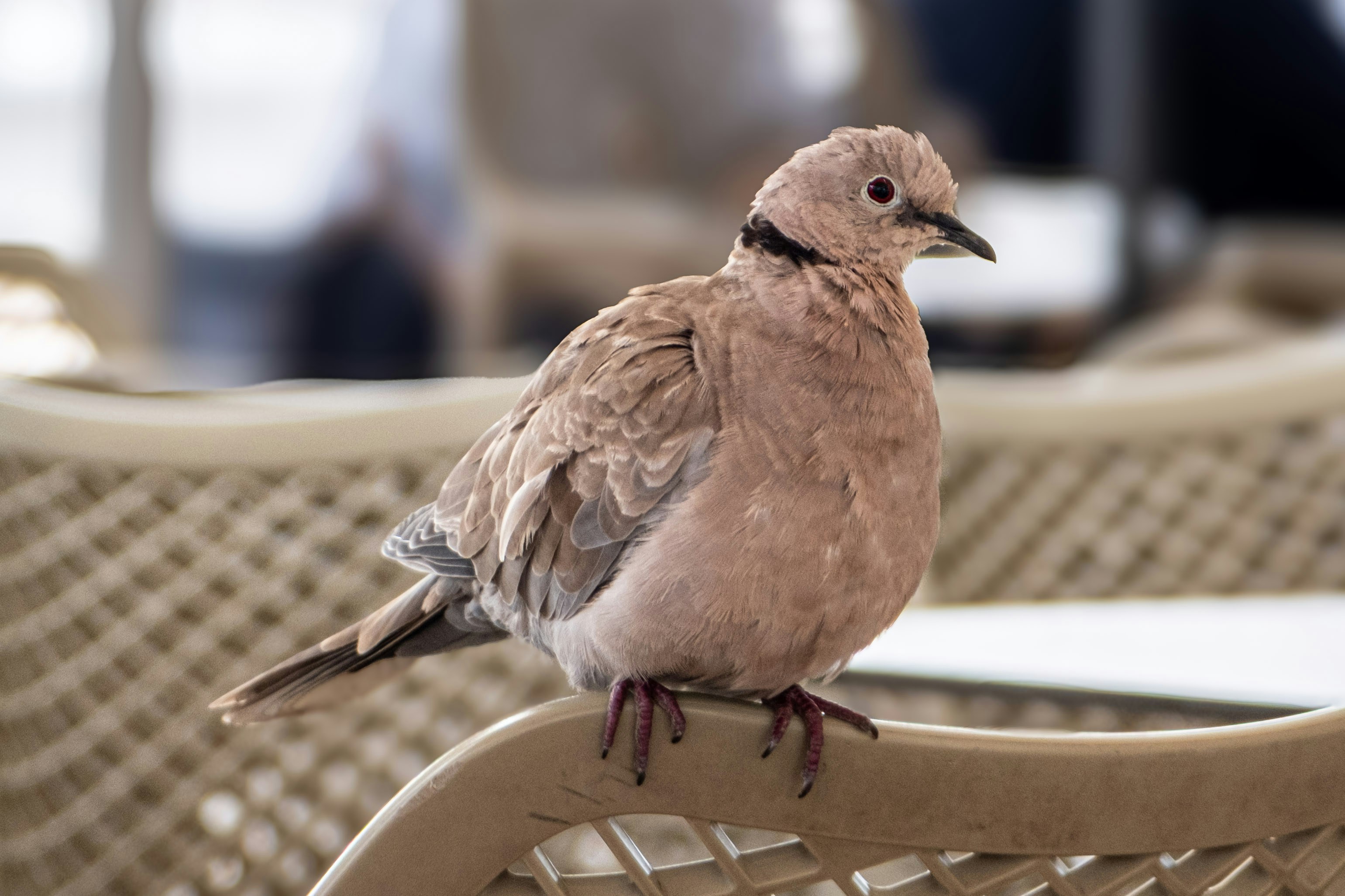 A light brown dove perched on a chair.