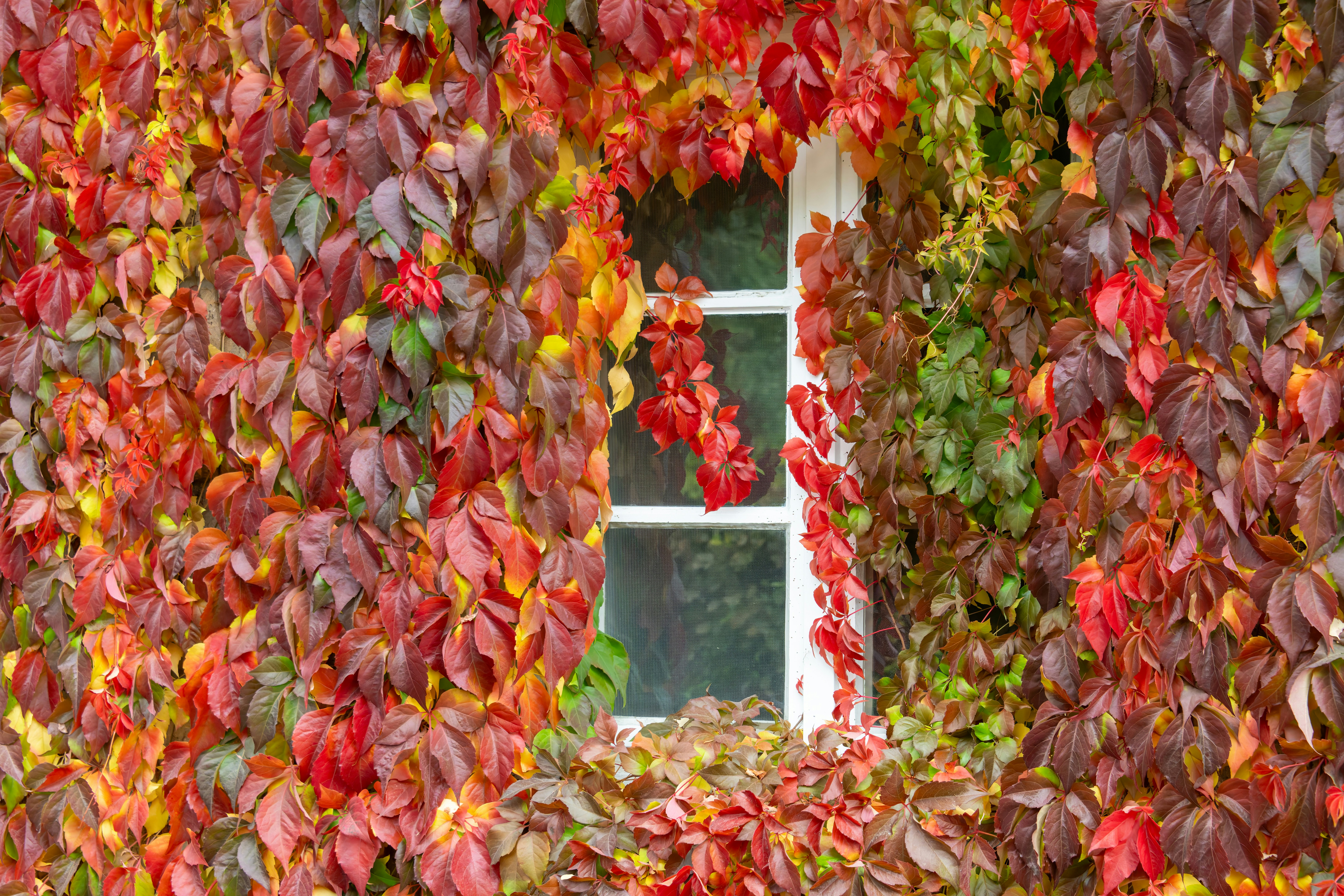 Photo by siegfriedpoepperl