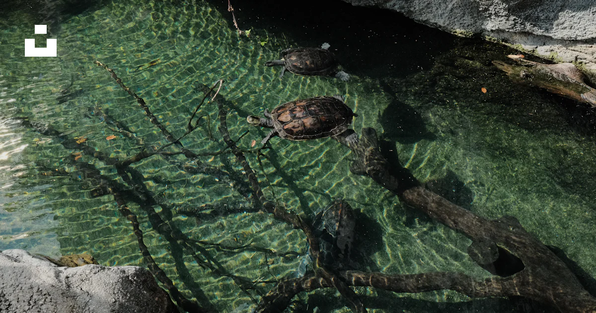 Turtles Riding Stream Two turtles swim in a clear shallow stream. photo – Free Animal Image ...