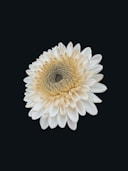 Blossoming Inspiration logo