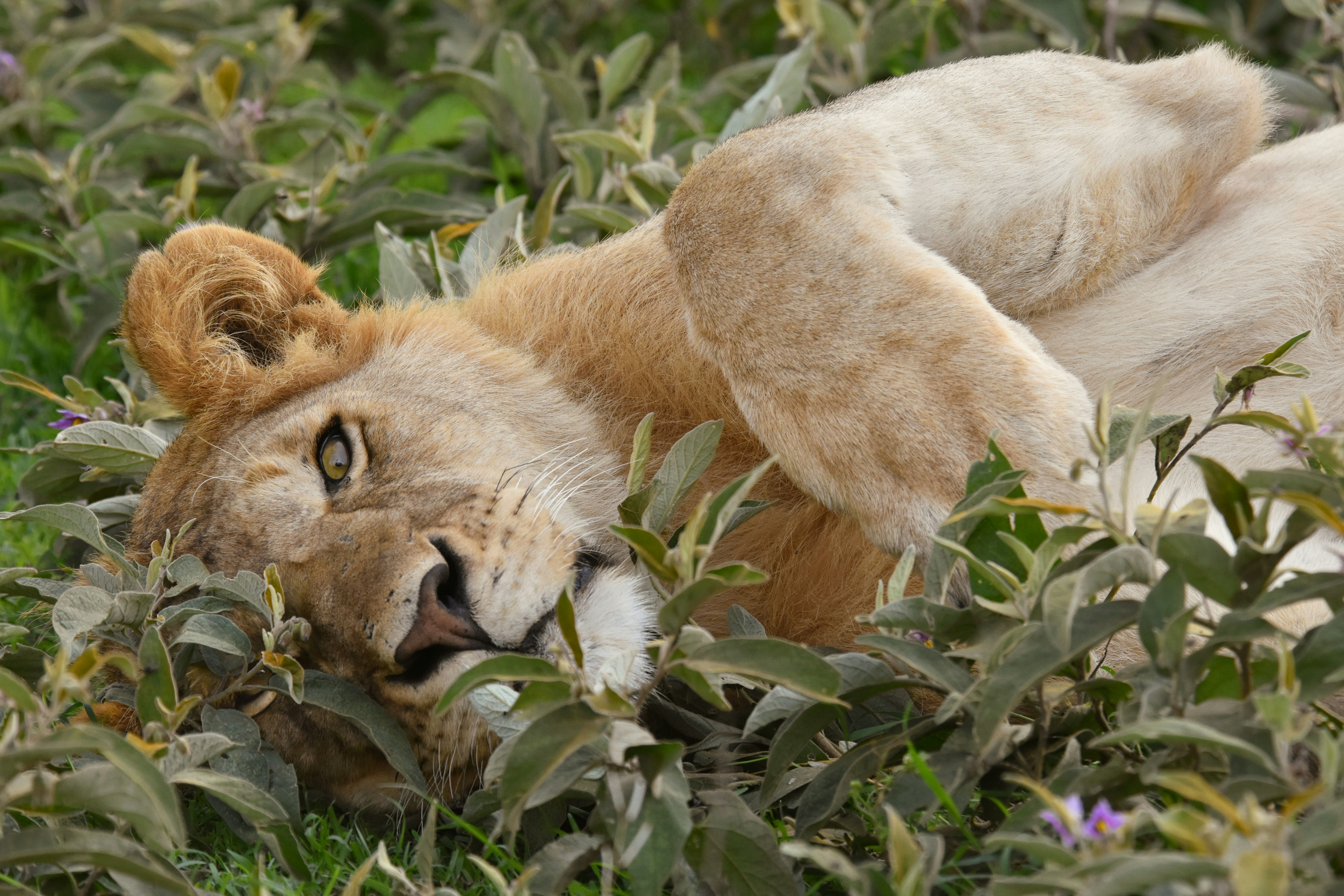 A lioness rests playfully in lush green foliage.