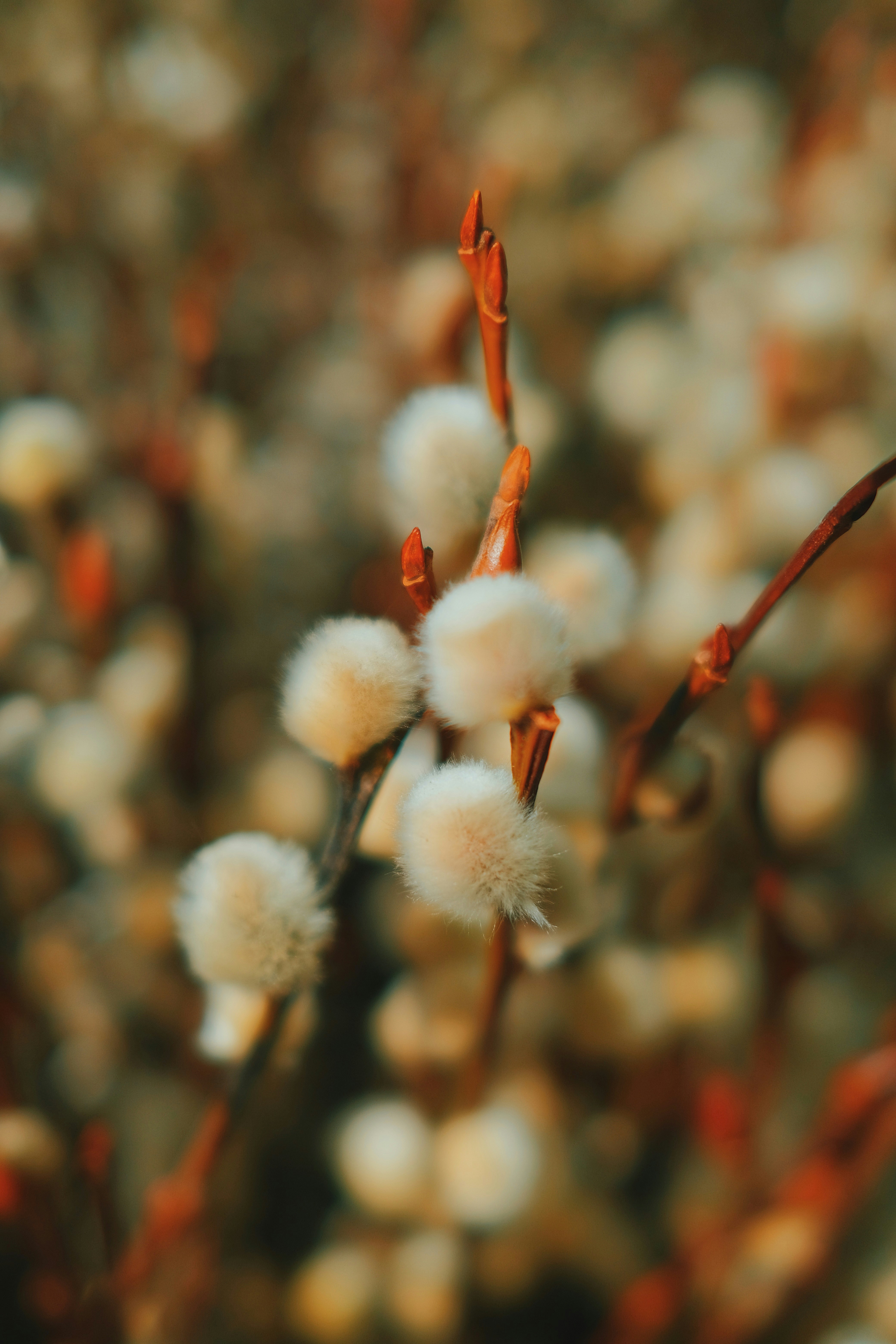 Photo by cherenkevich