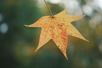 A single yellow leaf hangs from a branch