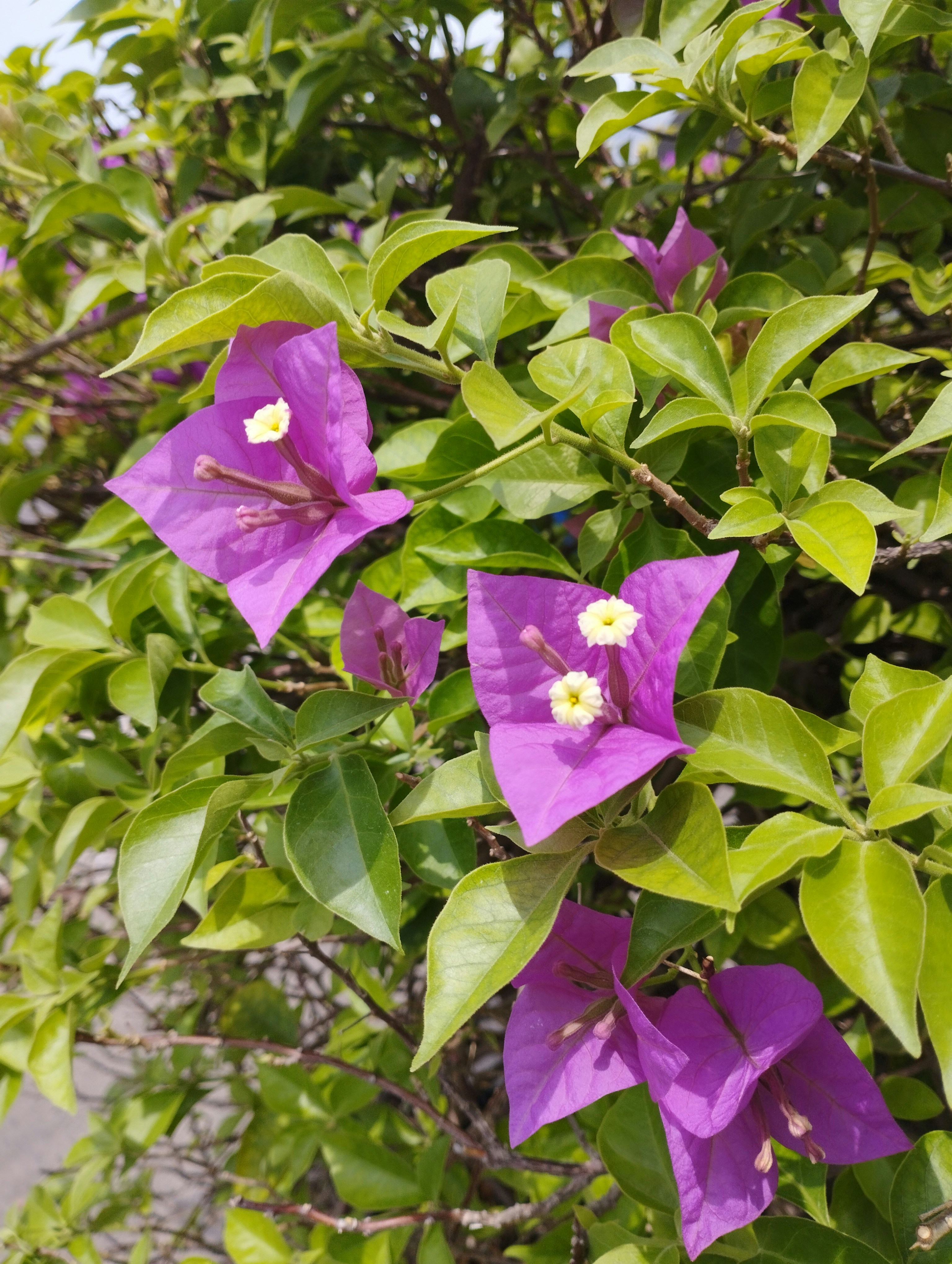 Photo by katrimaningsih