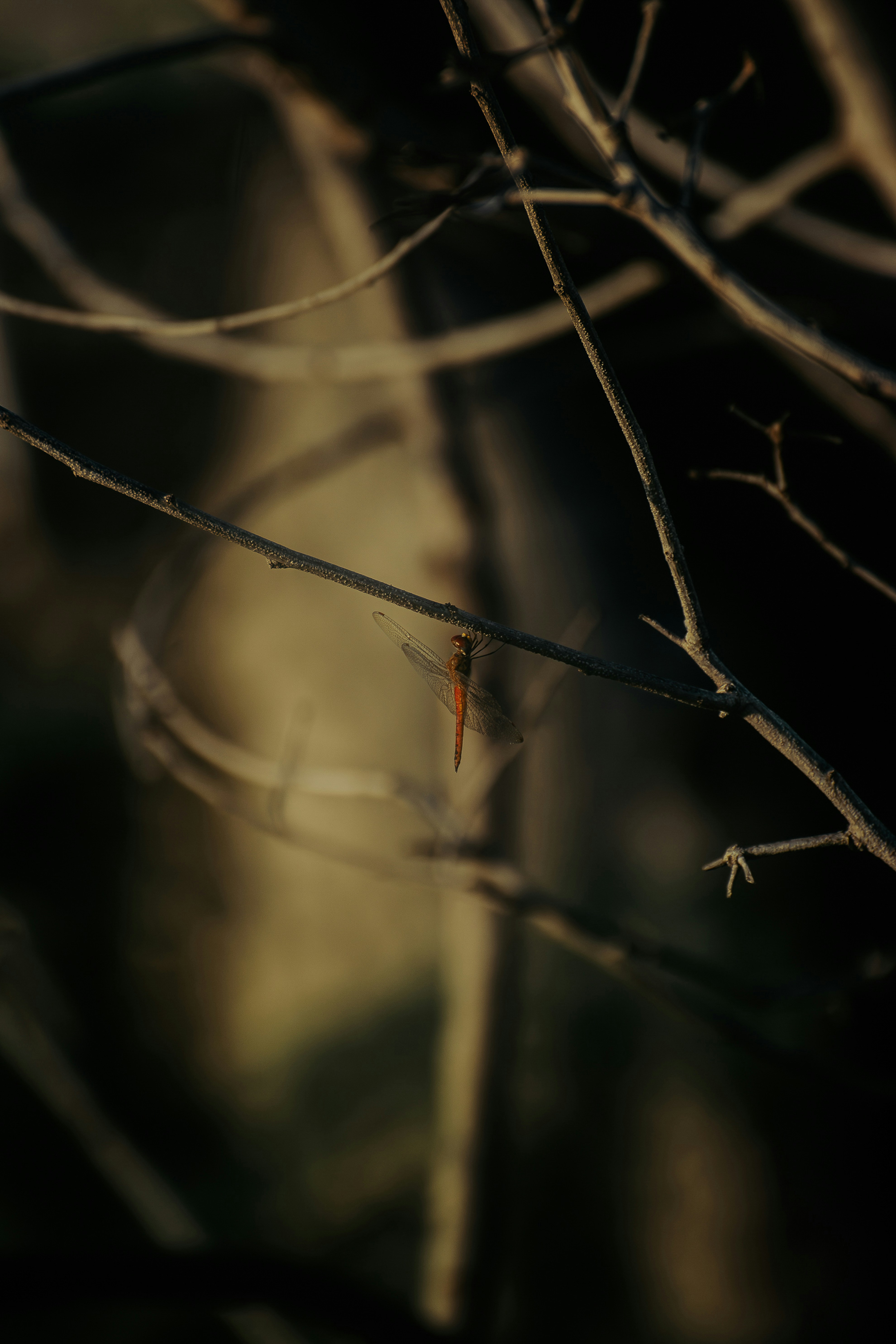 Photo by kamal_anand