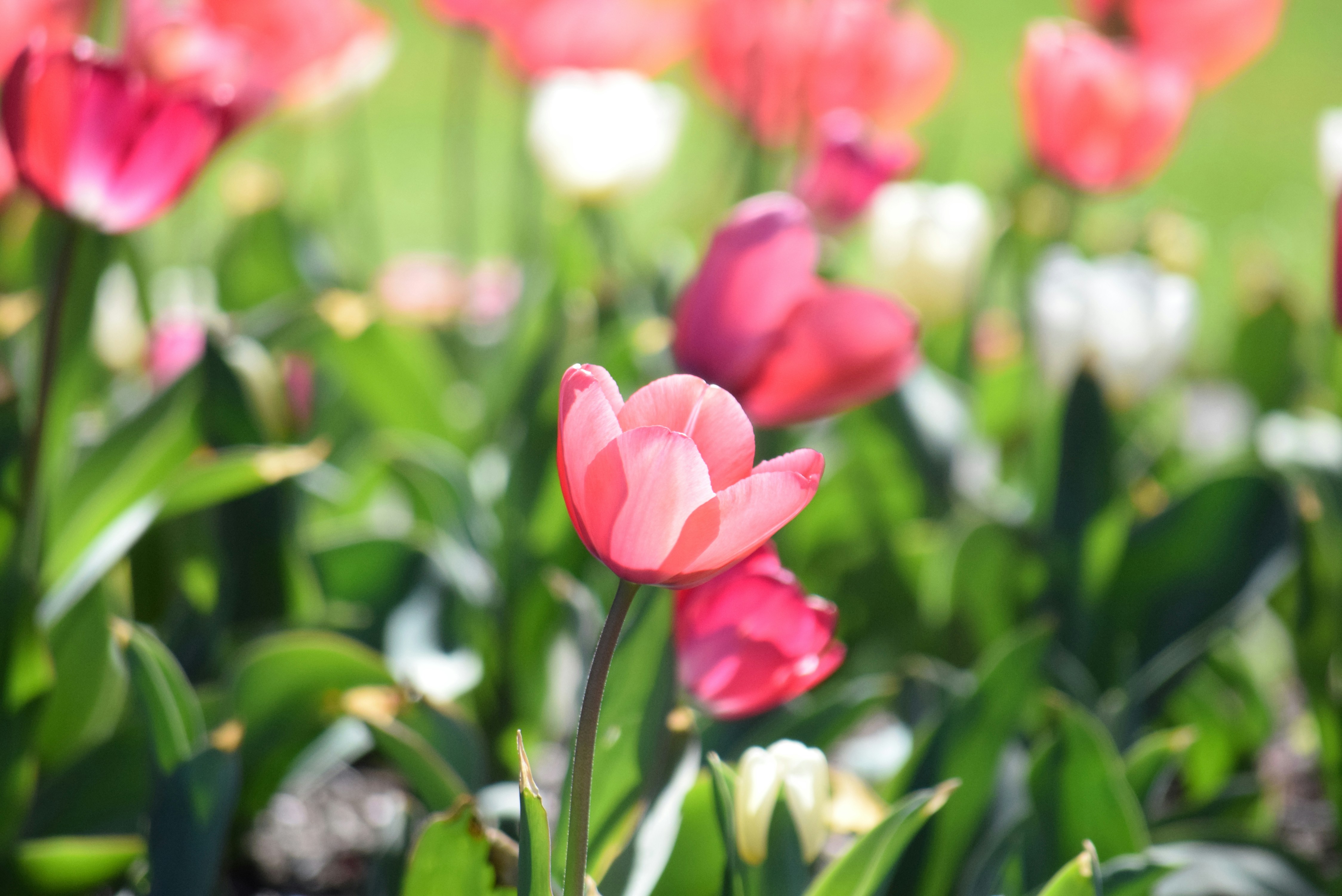 Photo by ch_photography