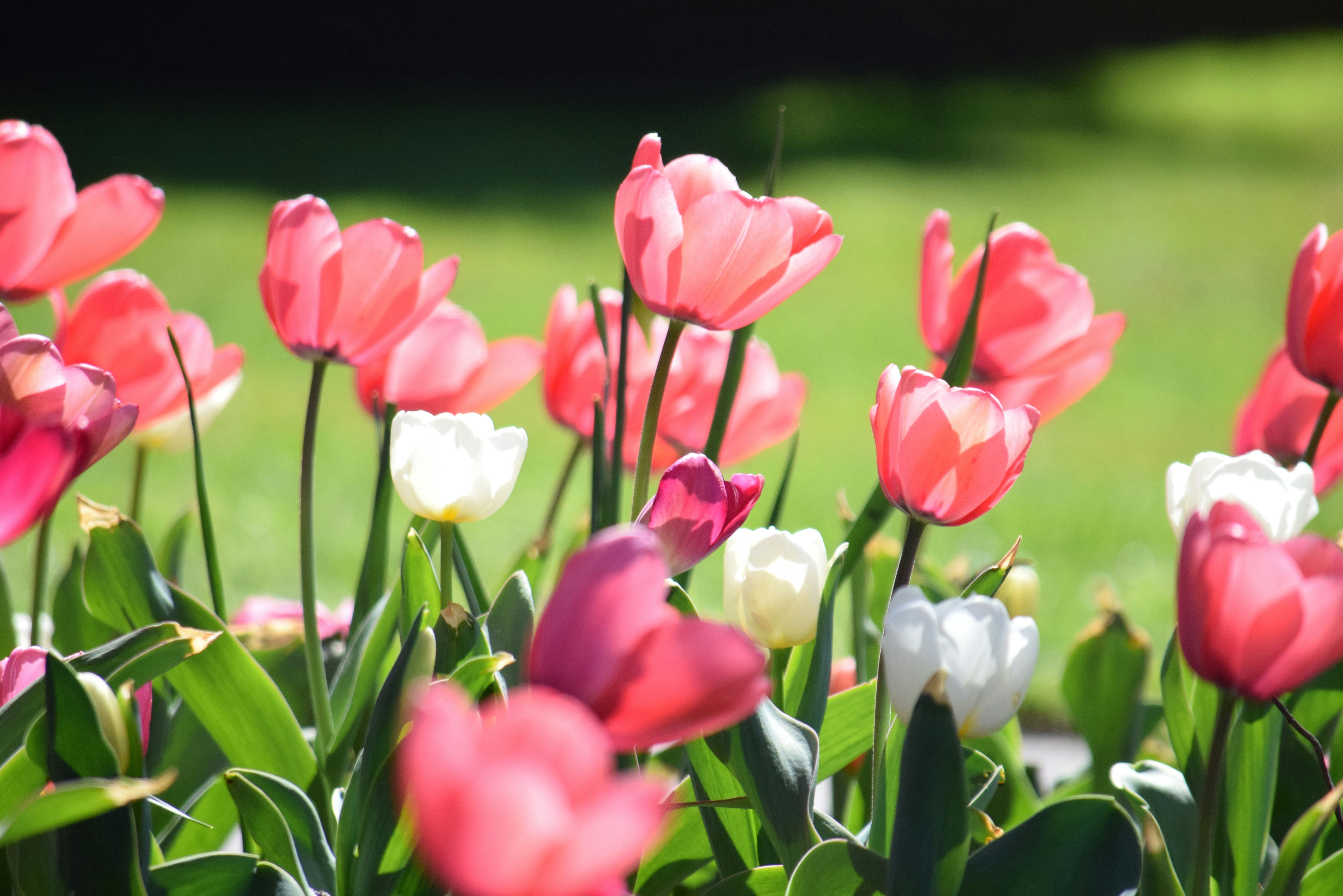 Photo by ch_photography