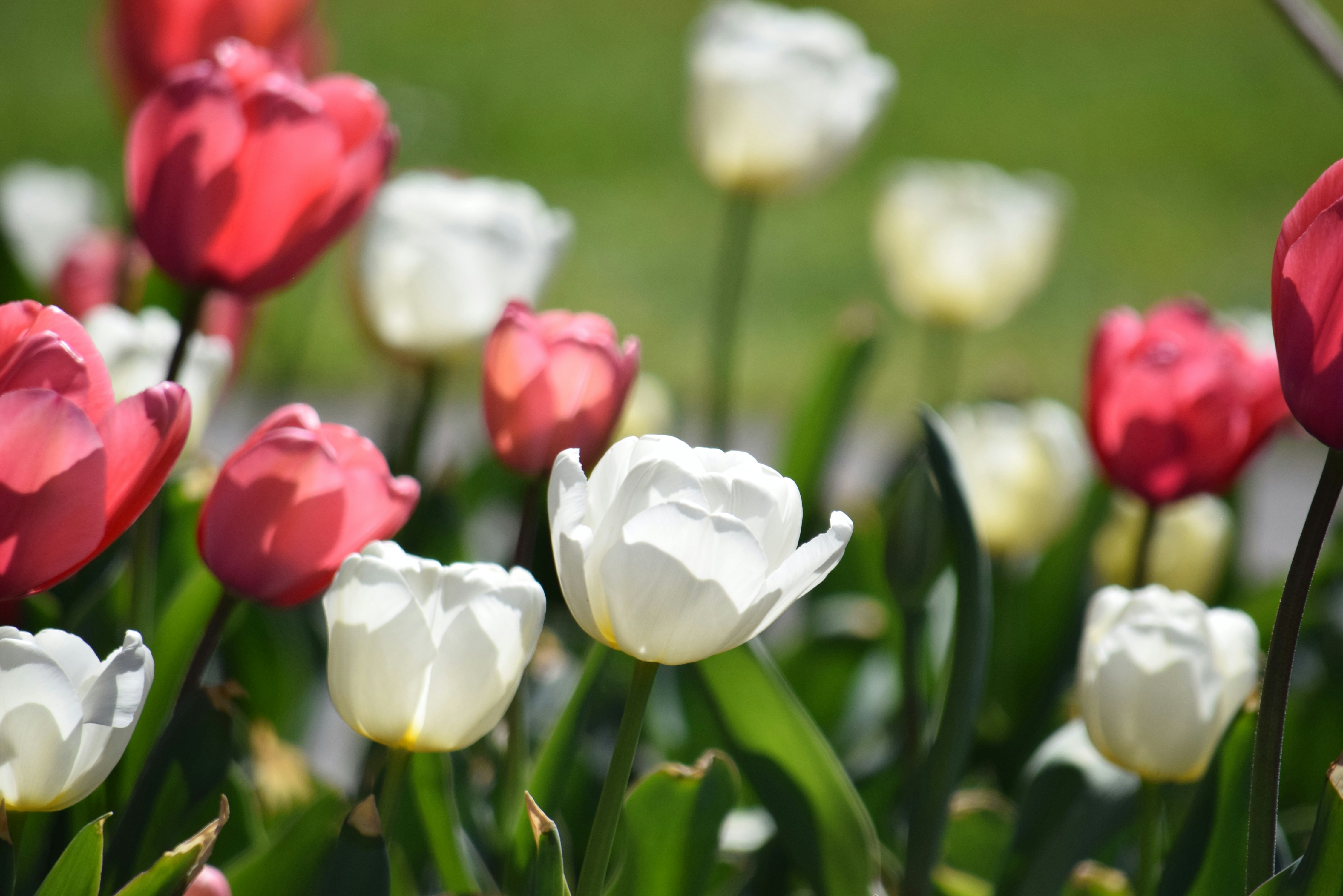 Red and white tulips blooming in a garden