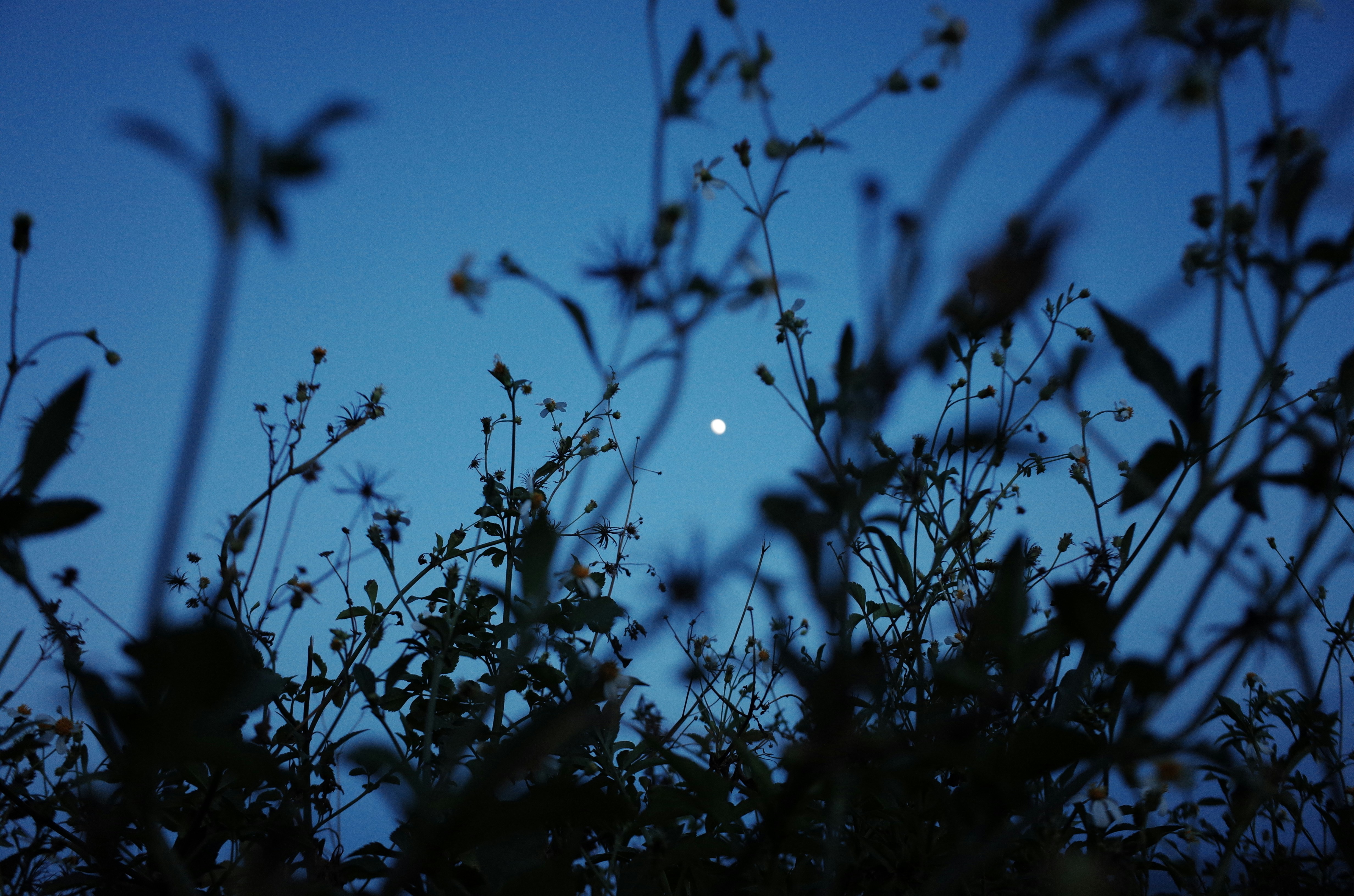 Dark blue night sky with plants