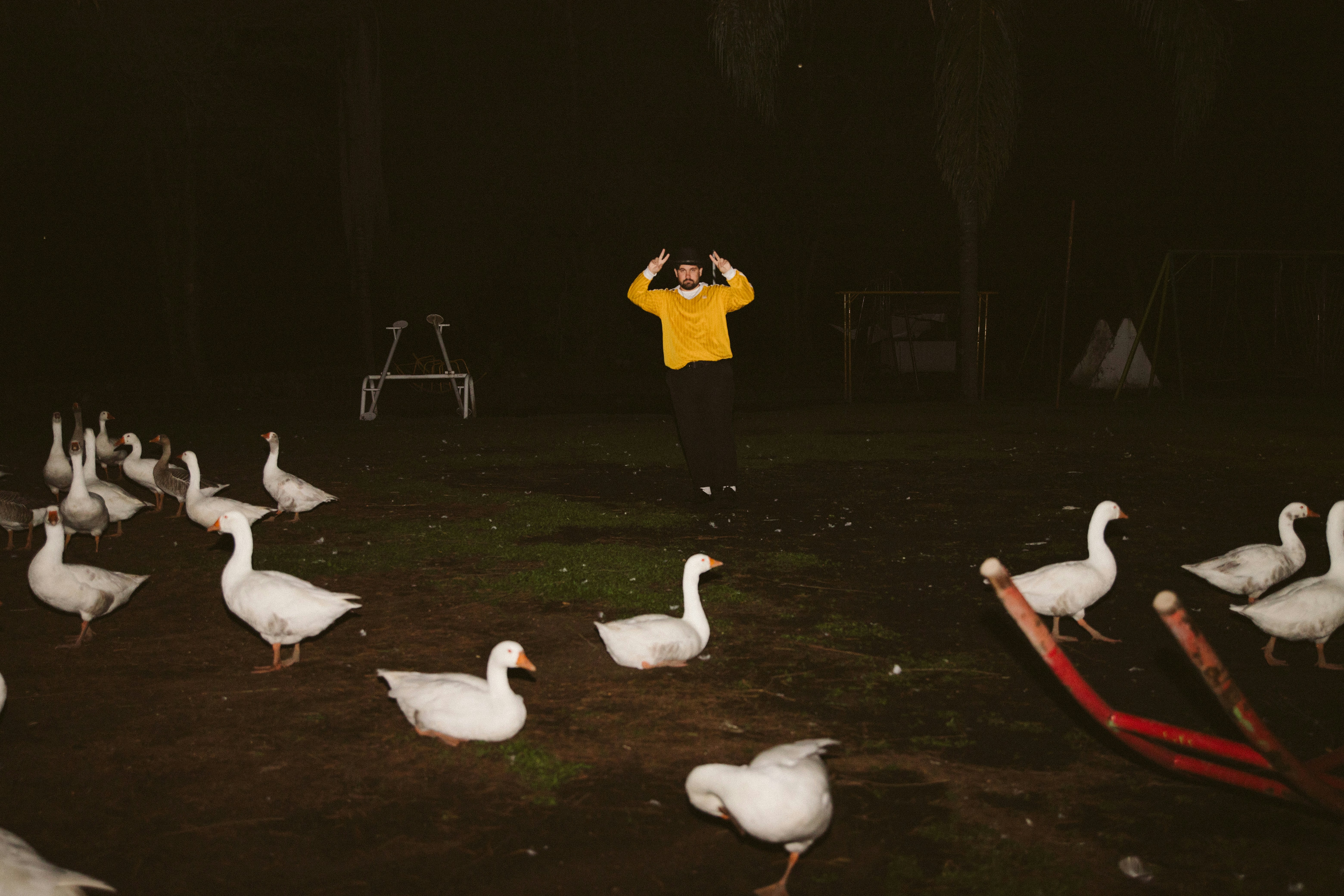 Person surrounded by geese at night