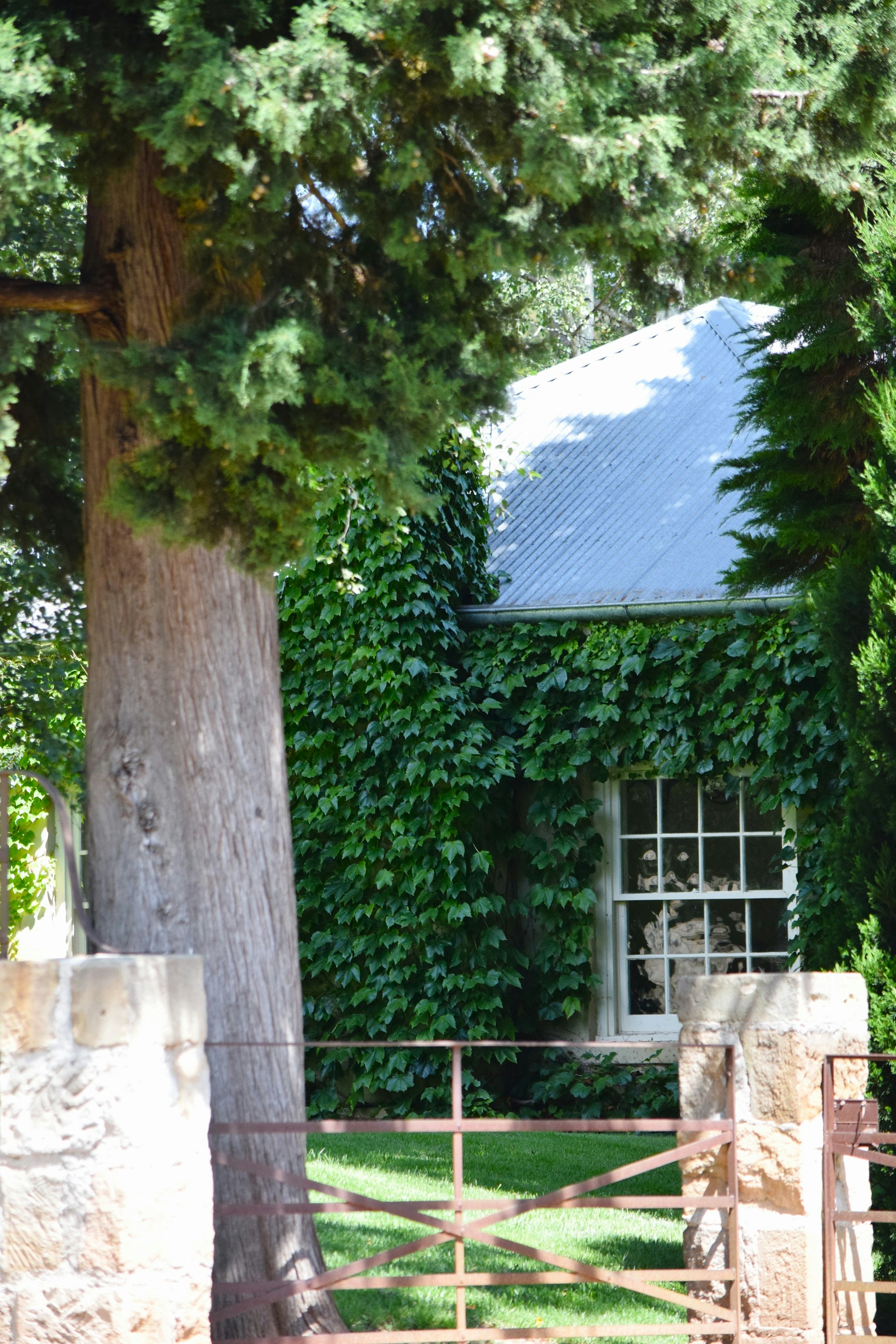 Ivy-covered house with a metal roof and window.