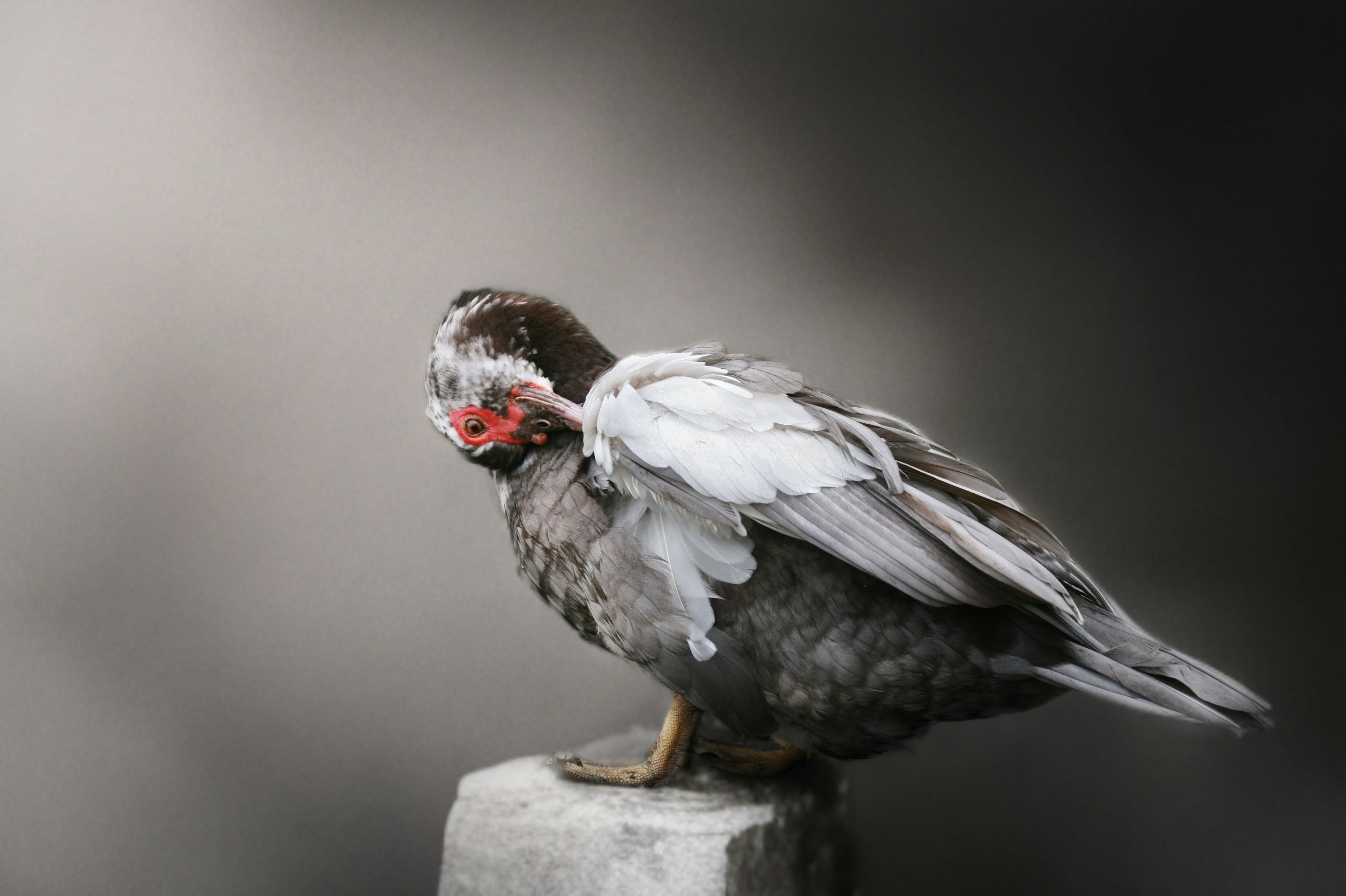 A duck preening its feathers on a perch.