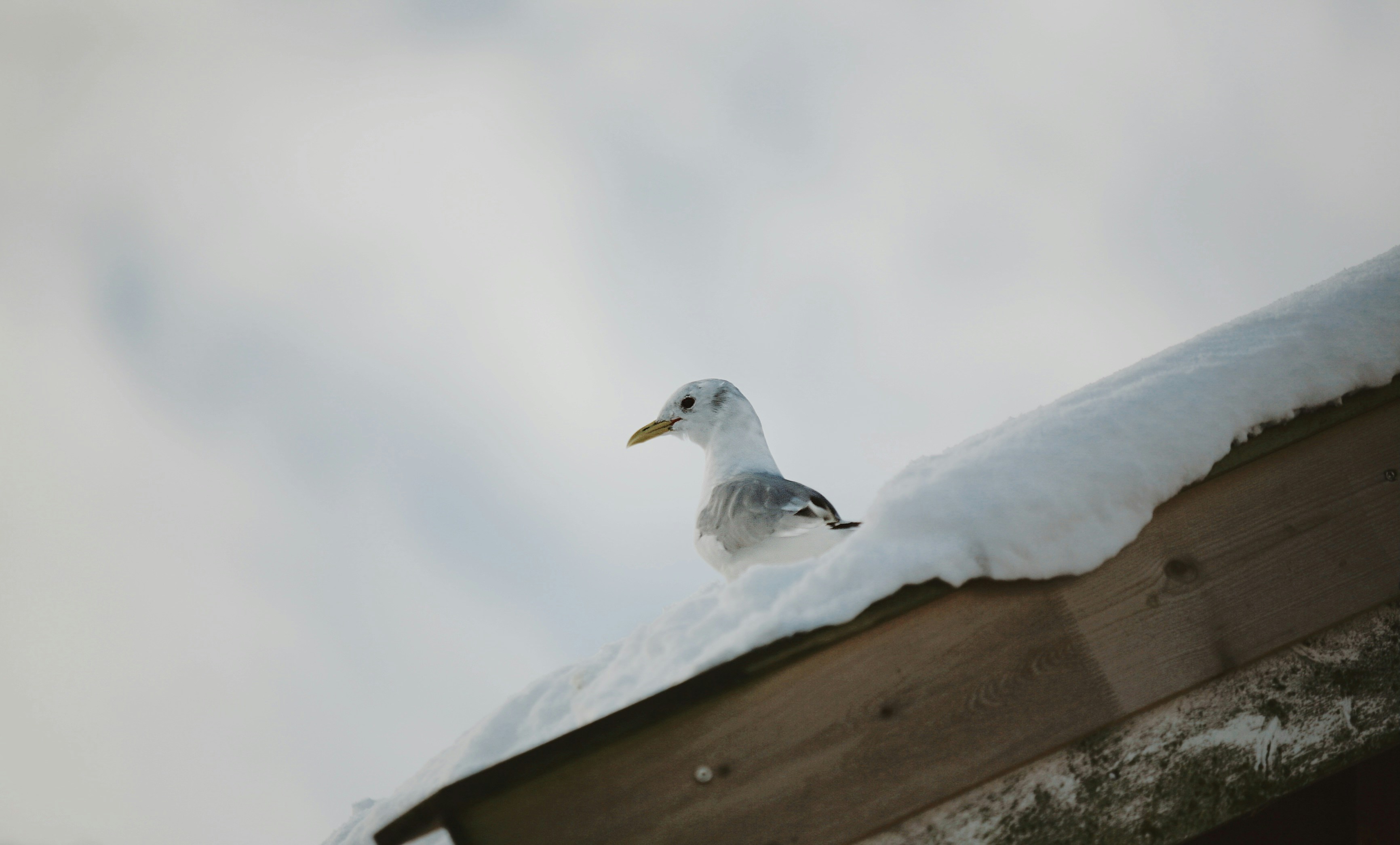 Seagull perched on a snow-covered roof edge.