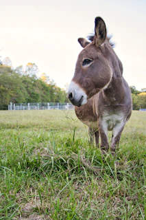A donkey stands in a grassy field.