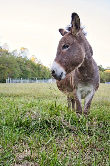 A donkey stands in a grassy field.