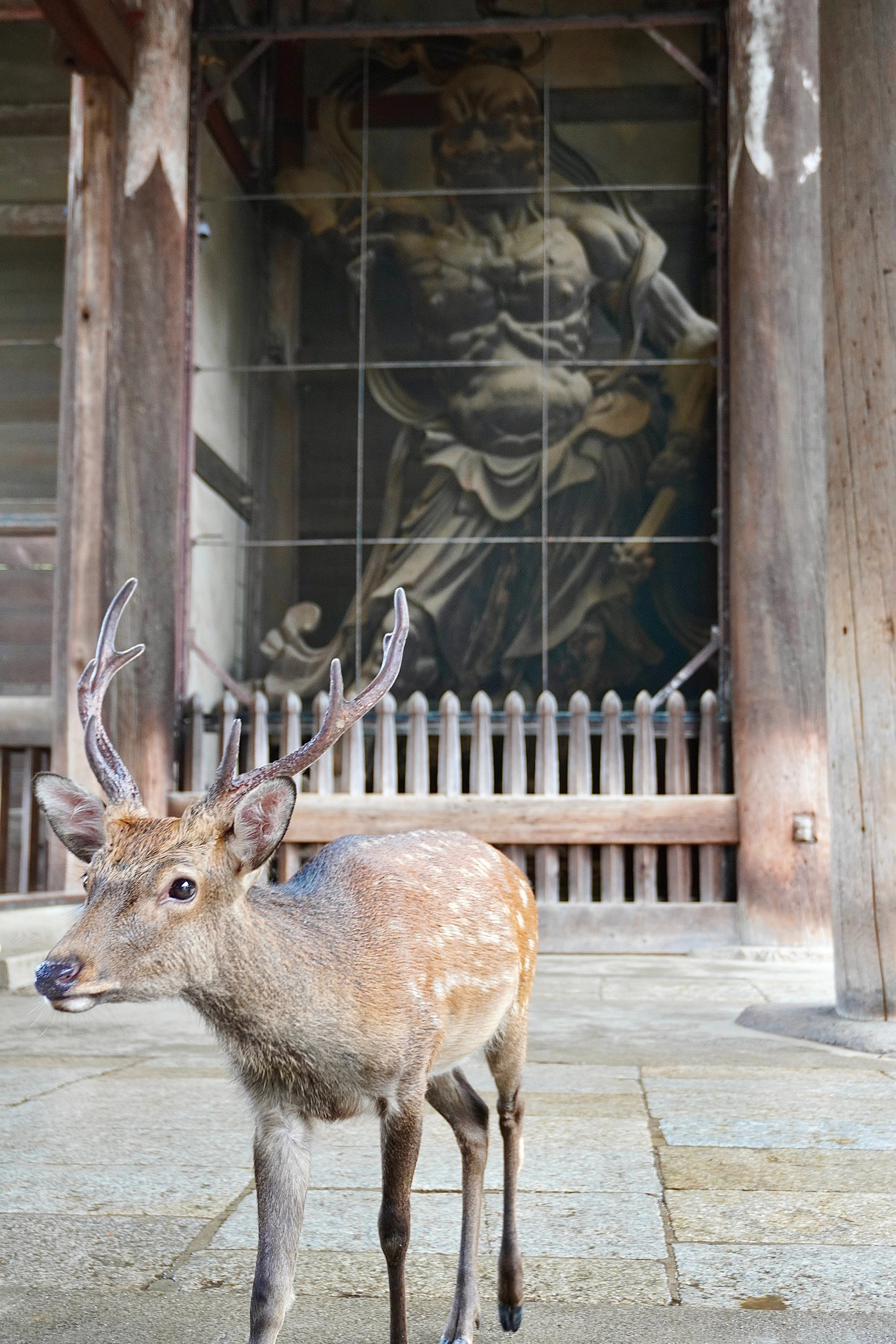 A wild sika deer standing before a guardian statue at a temple gate in Nara