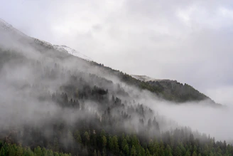 Misty forest on a cloudy mountain slope