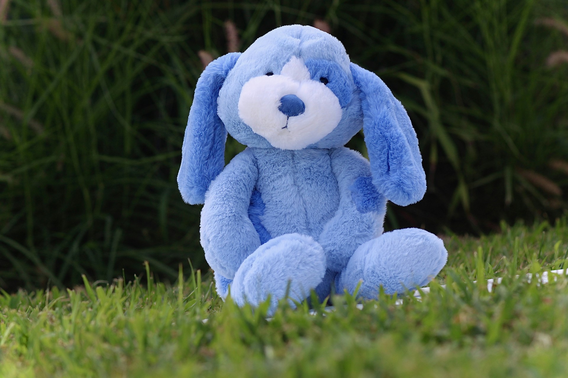 A blue stuffed dog sits in the grass.