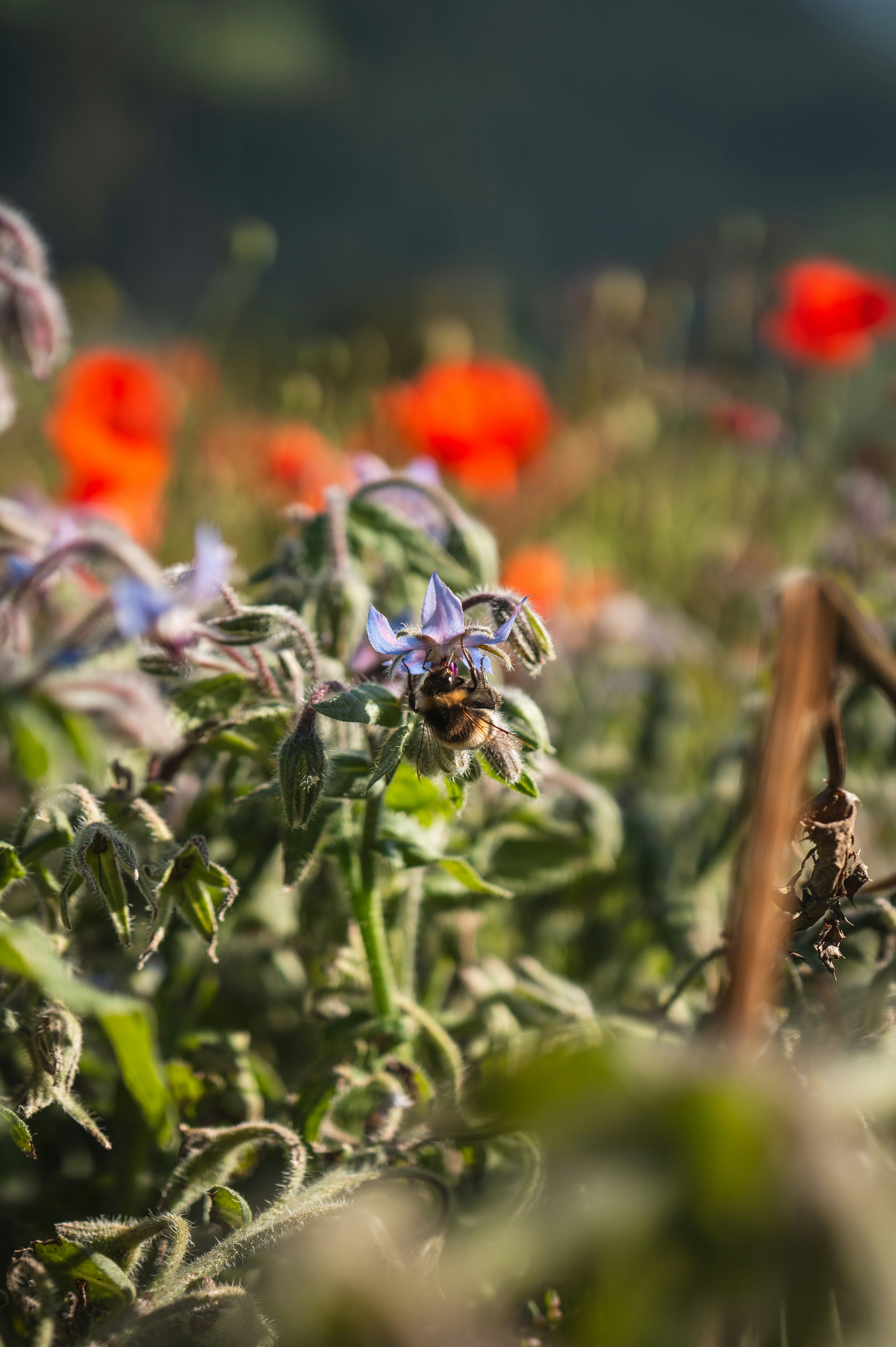 A bee collects nectar from a purple flower.