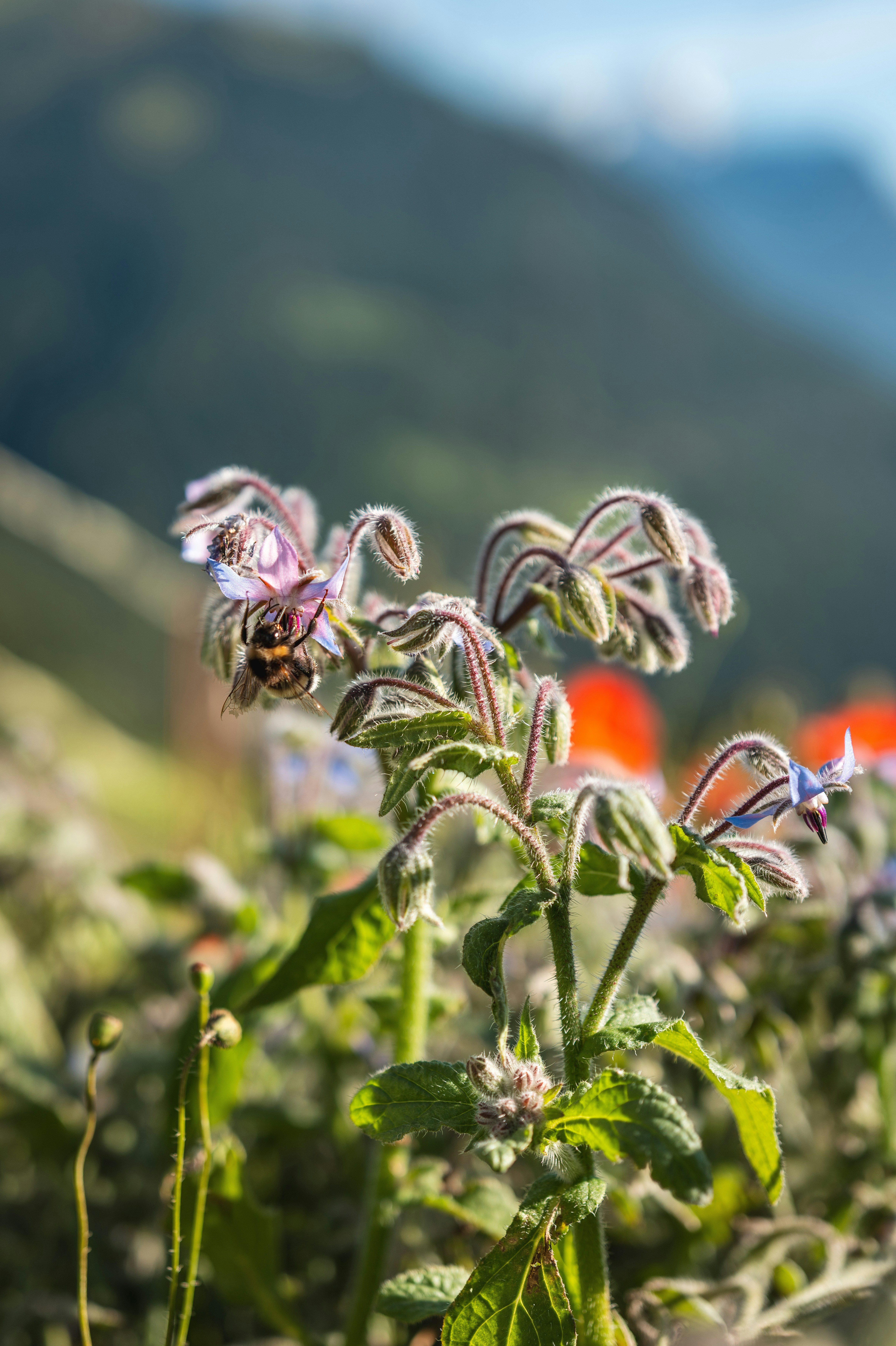 A bee collects nectar from a flowering plant.