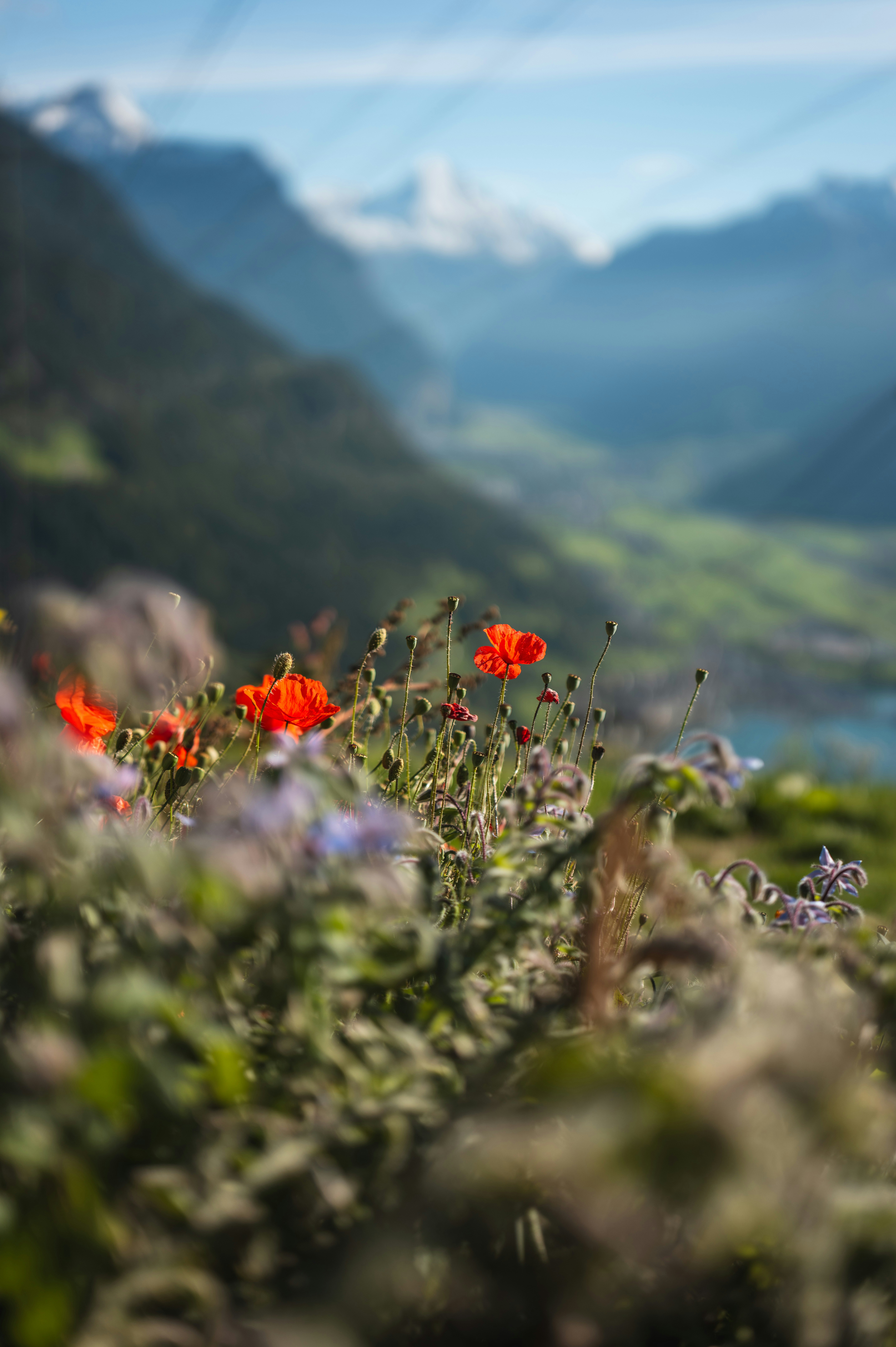Red poppies bloom in a mountain valley landscape.