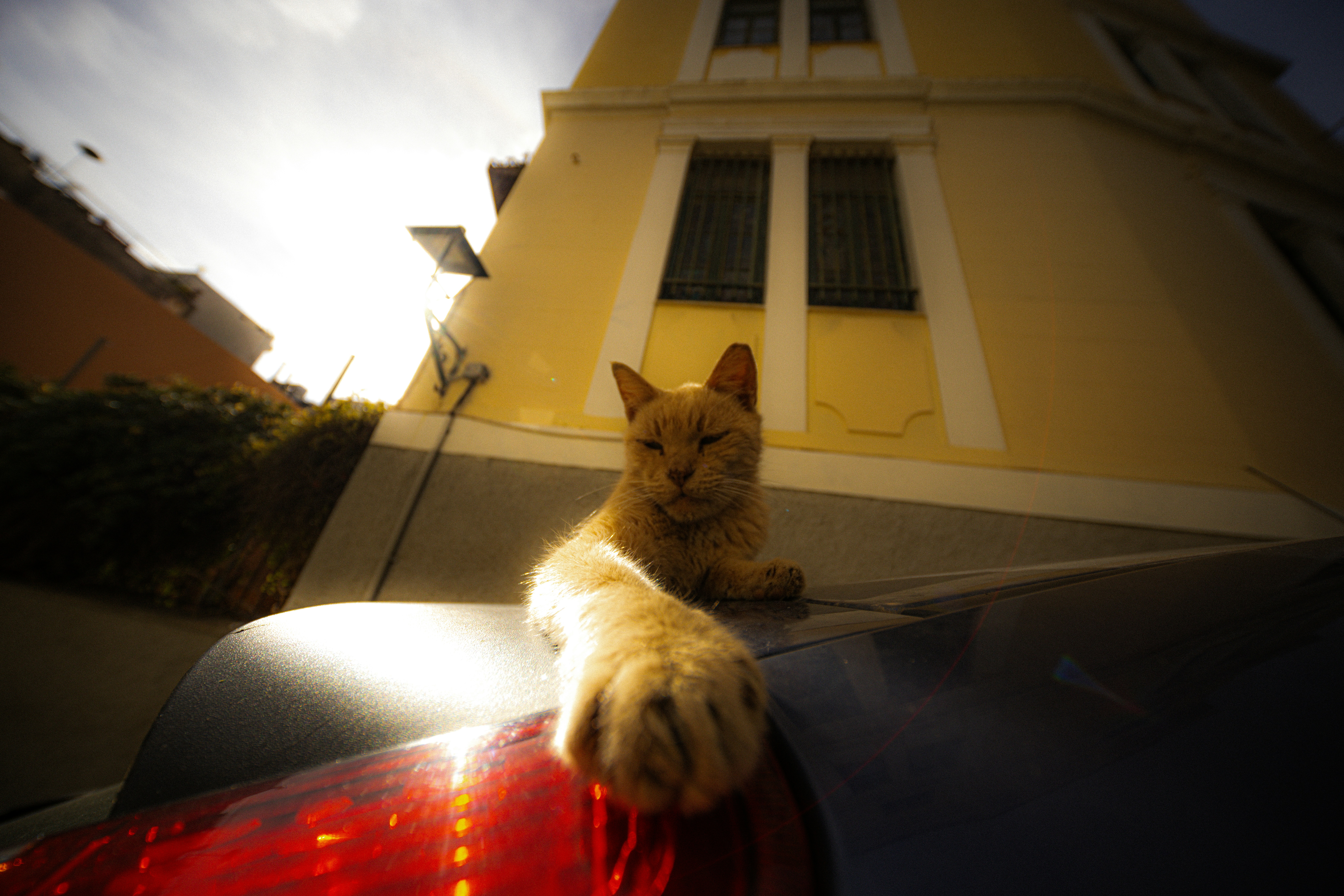 A ginger cat rests on a car trunk.