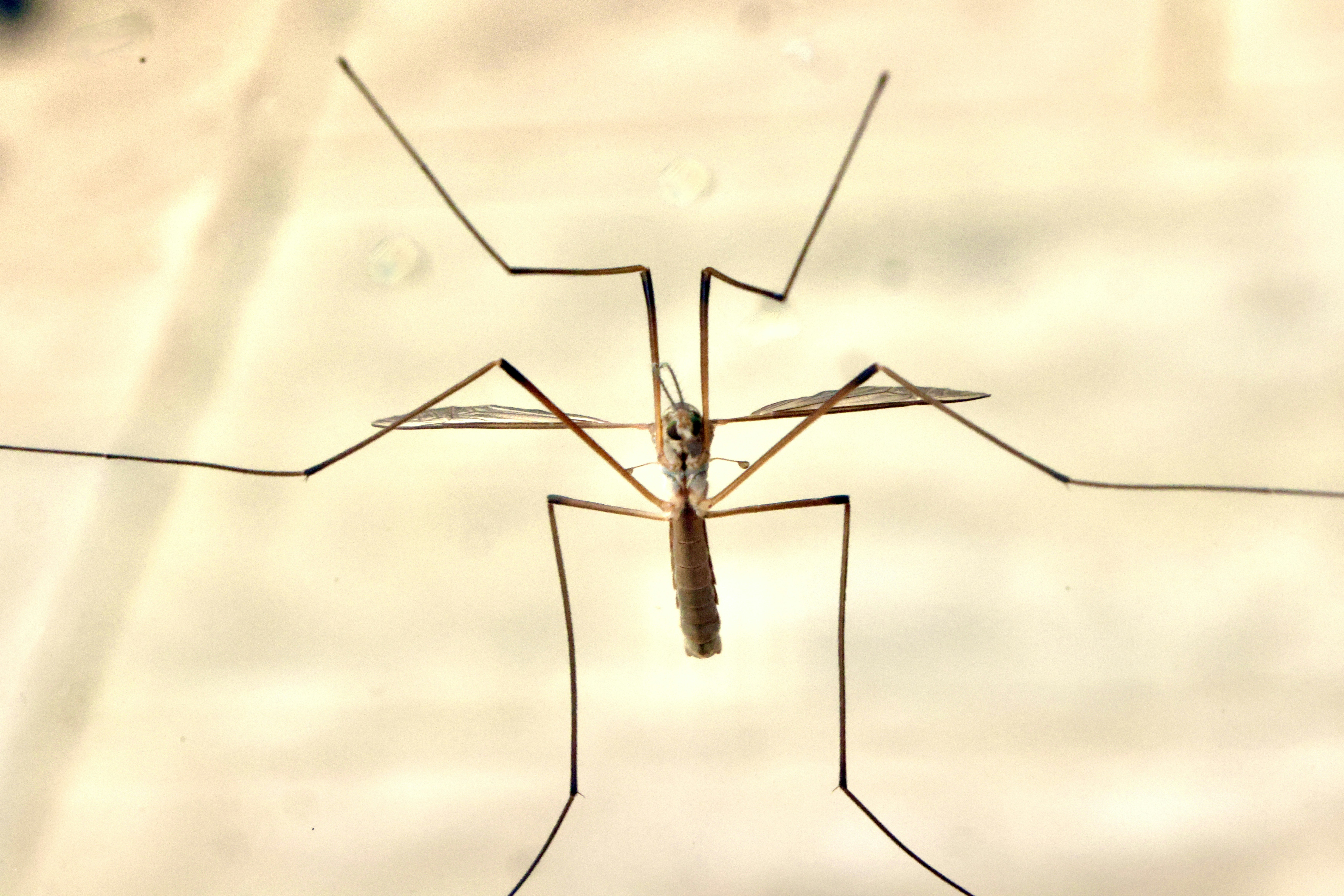 A crane fly with long, thin legs