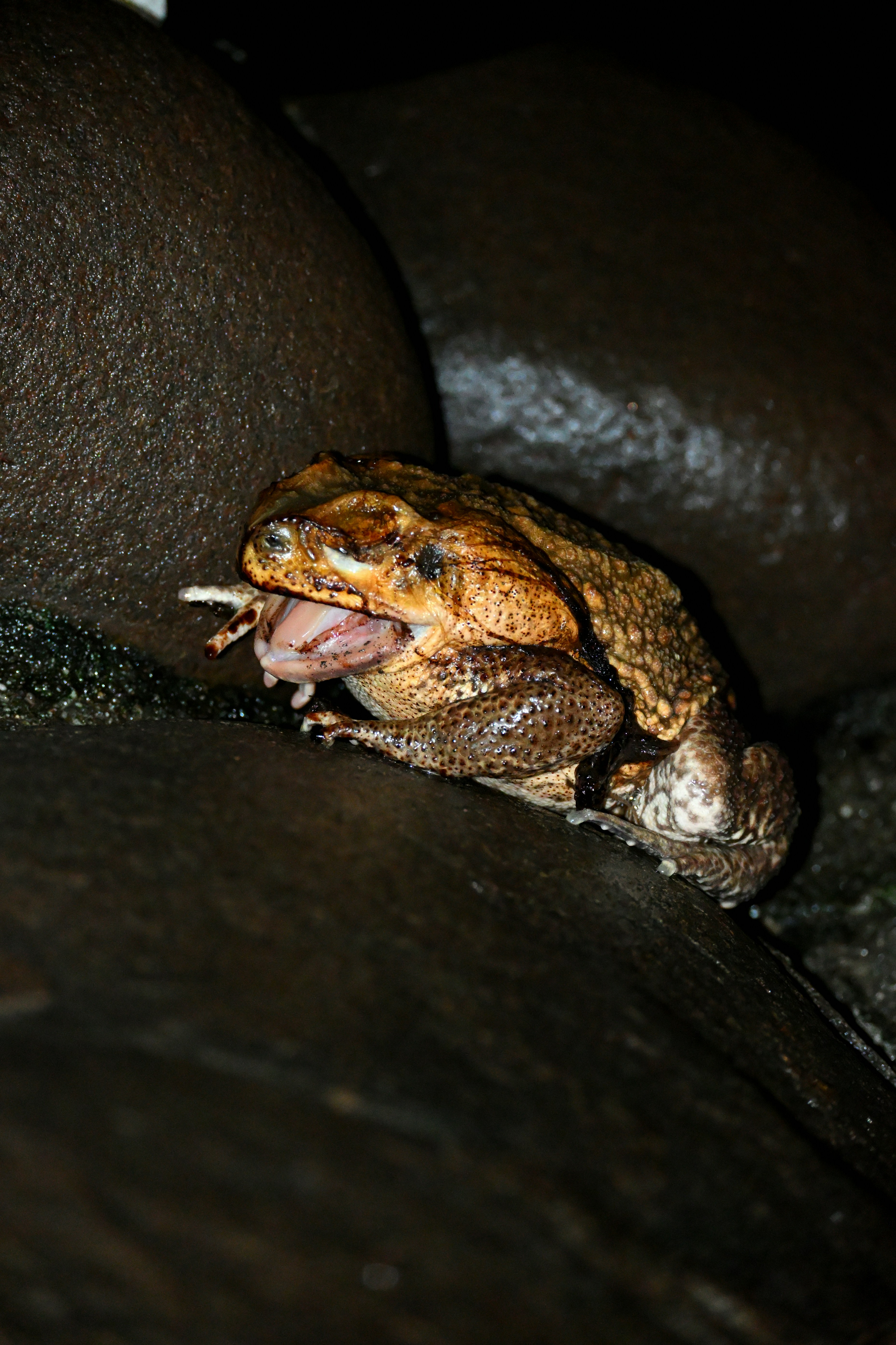 Seekor kodok memakan makhluk yang lebih kecil di atas batu basah