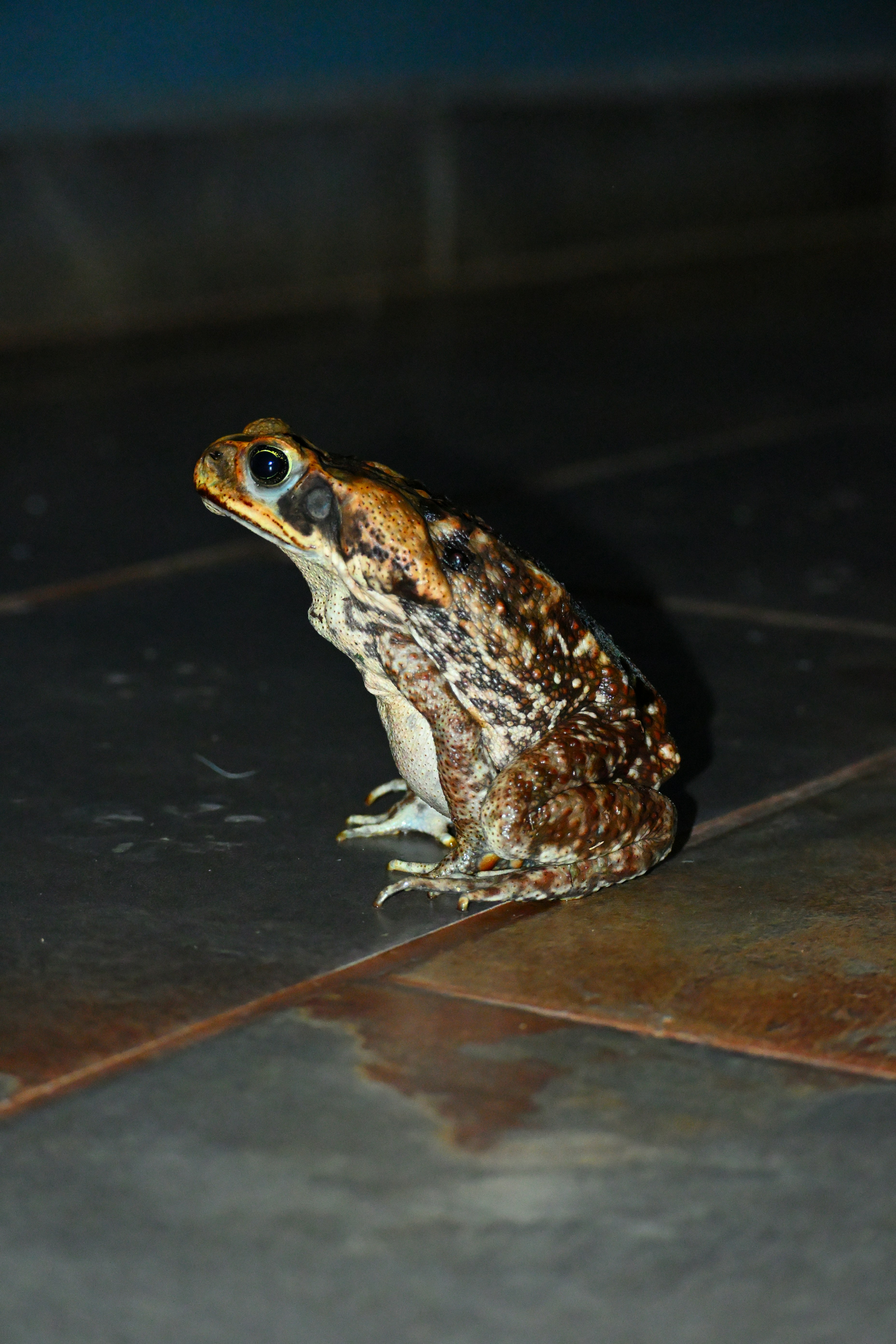 Um sapo marrom e castanho está sentado em um piso de ladrilhos.