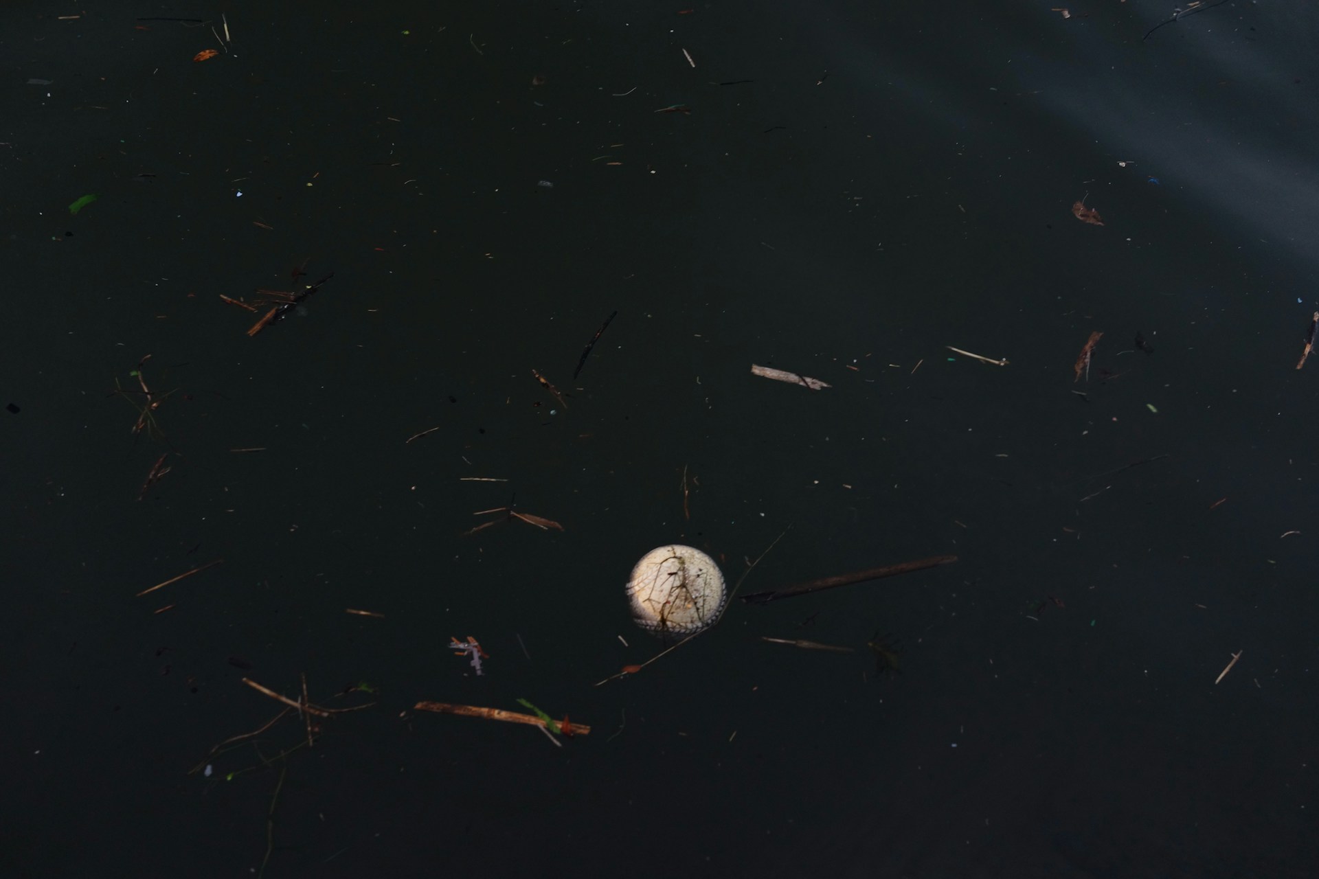 A single white object floats on dark water.