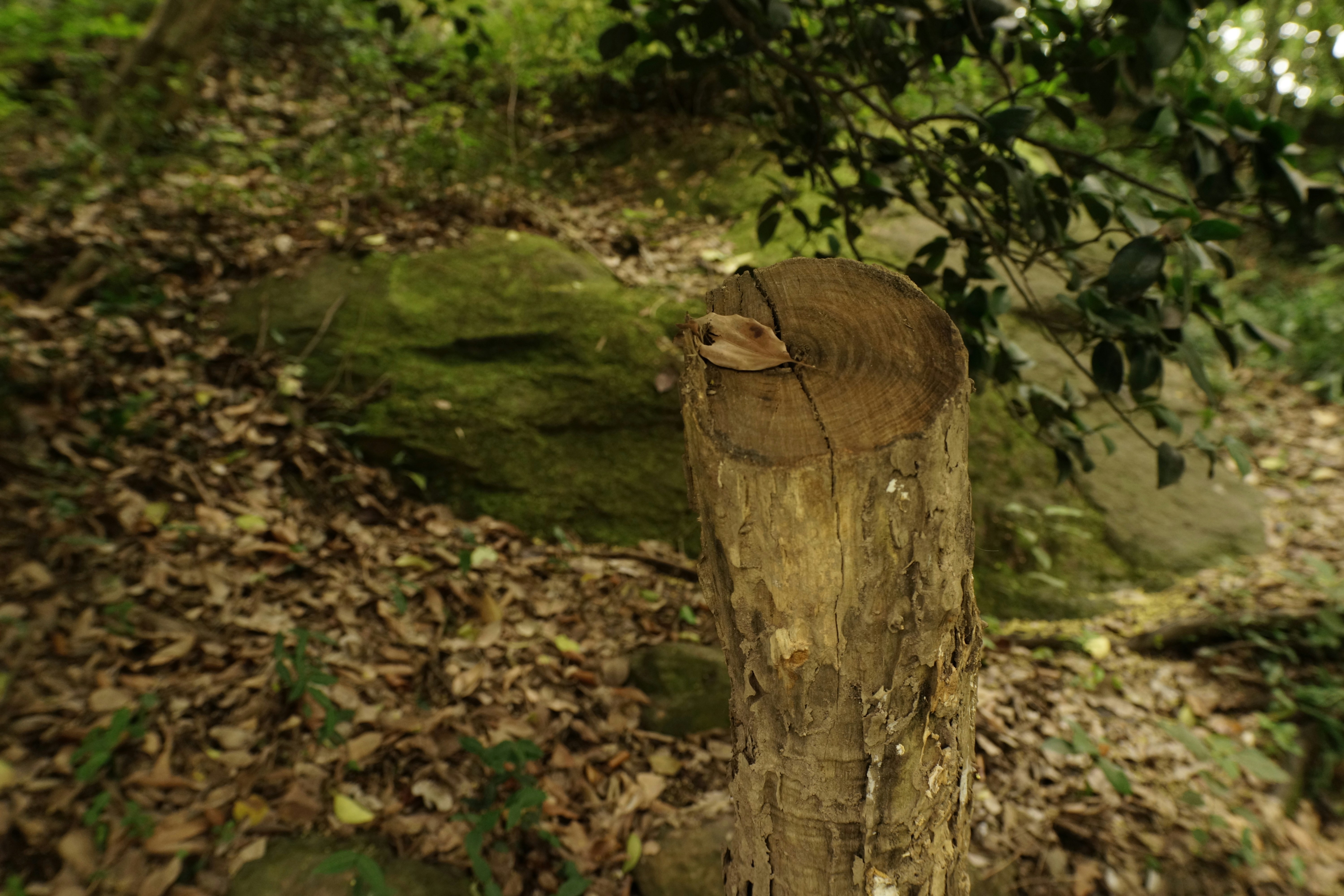 A tree stump in a forest with fallen leaves.