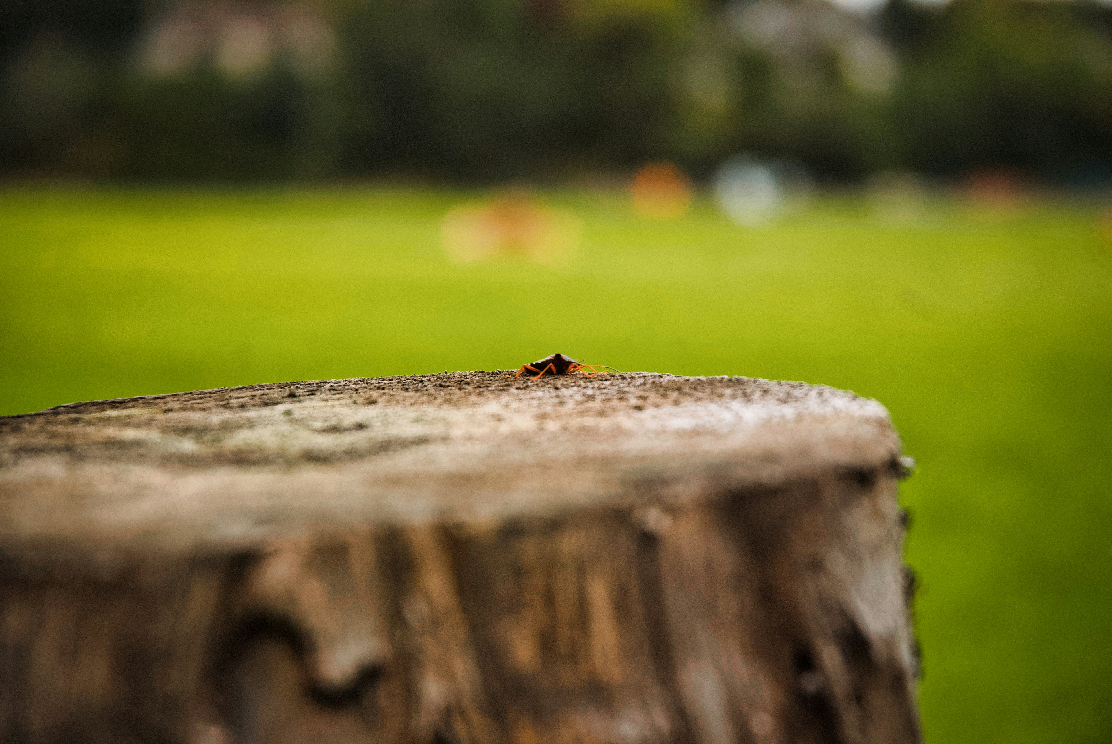 Photo by paws_and_prints