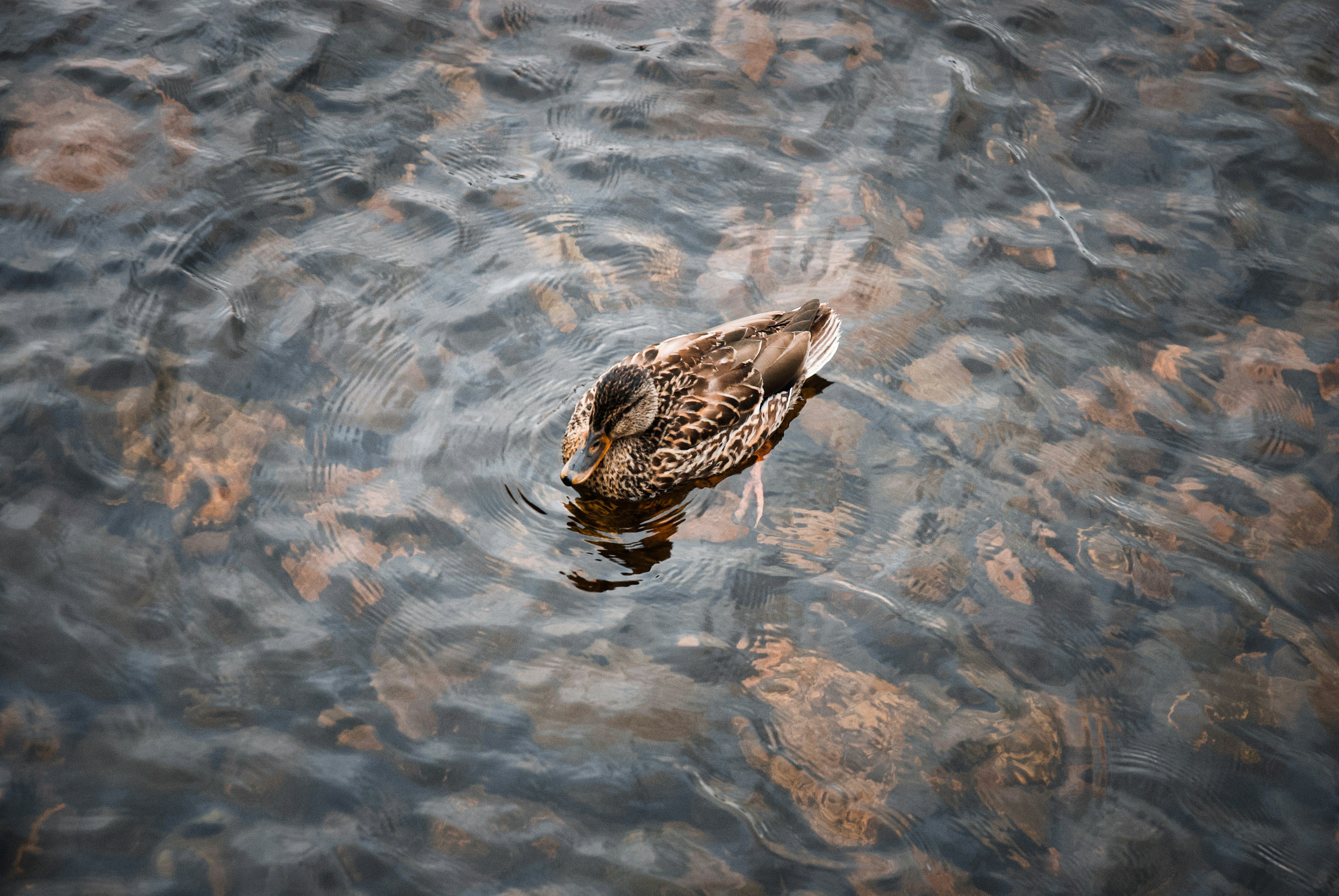 Photo by paws_and_prints